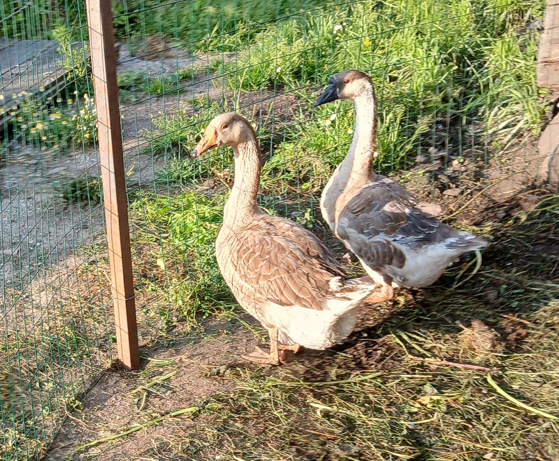 Parduodamos gulbinės žąsys