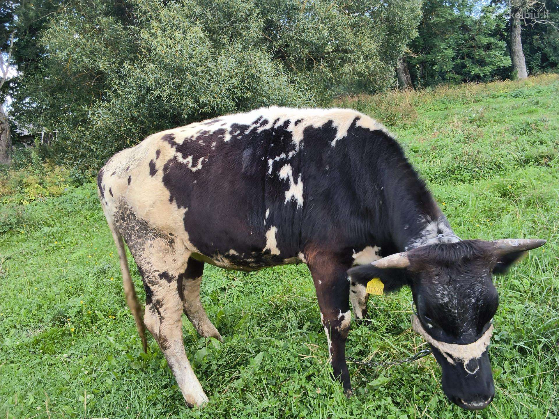 Telice versinga radviliskio raj
