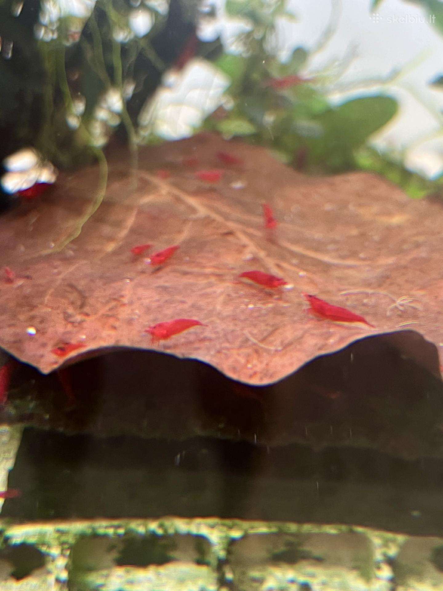 Red Cherry krevetes