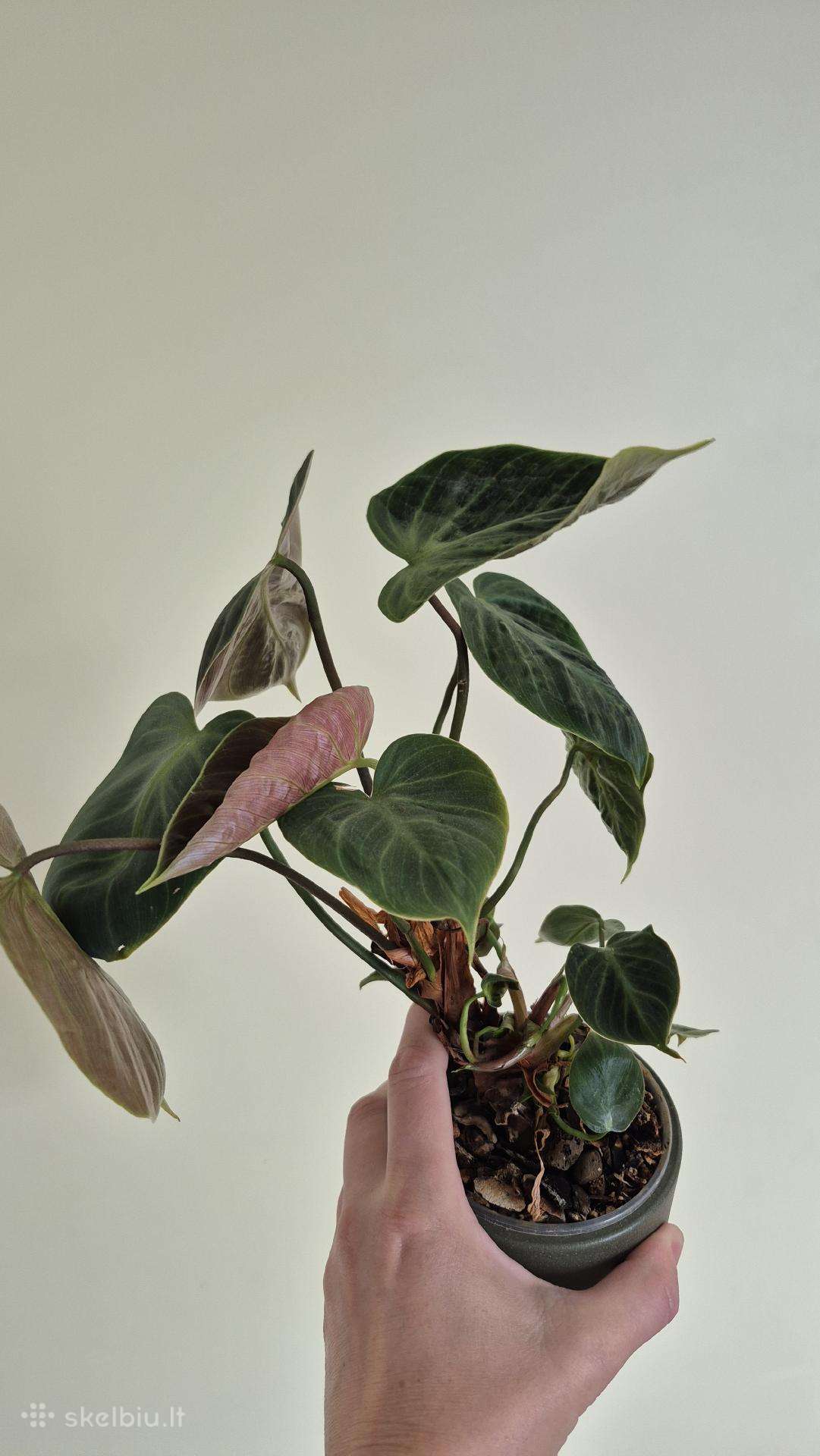 Philodendron gloriosum
