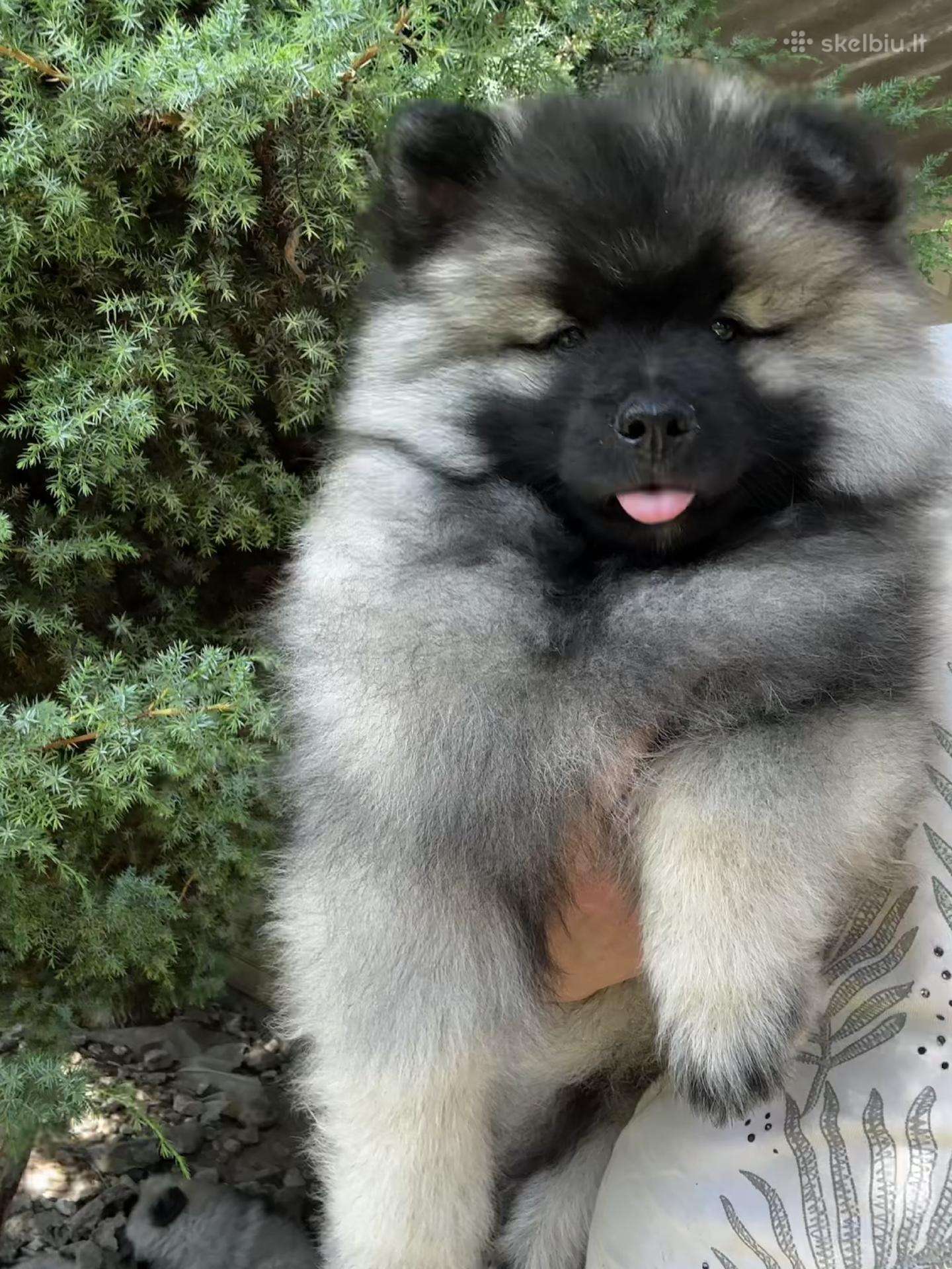 Volfšpicai su dokumentais