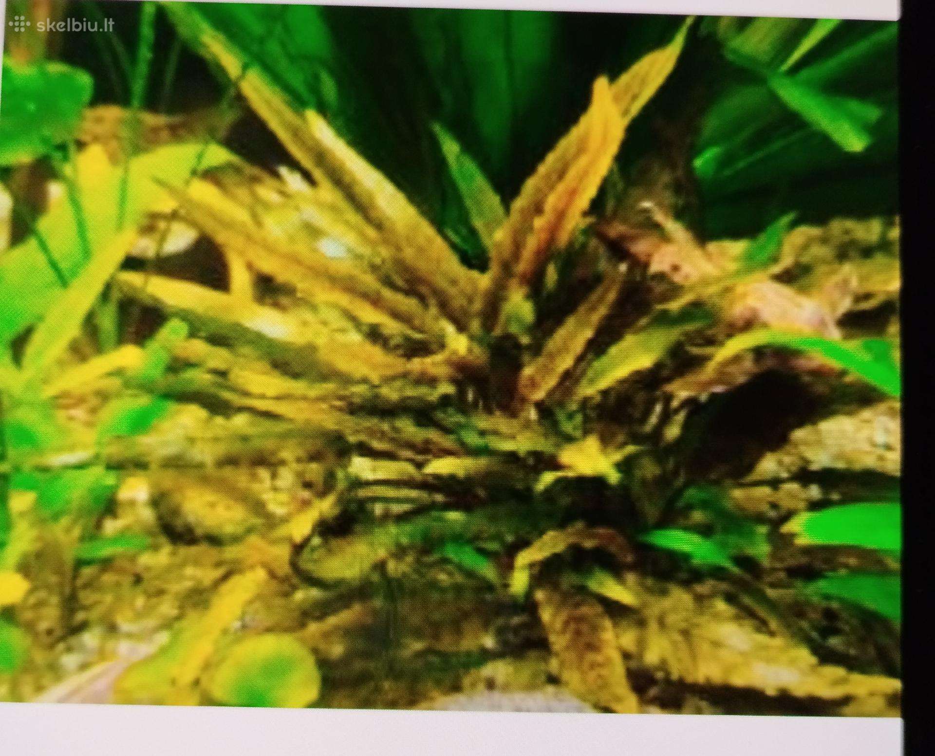 Akvariumo augalai