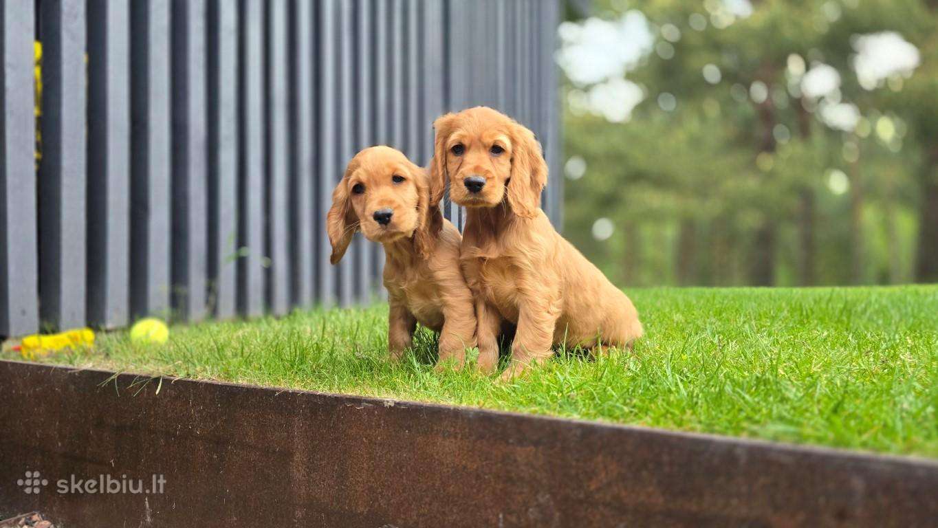 Parduodamas Cocker spanieliaus kalytė ir patinukas