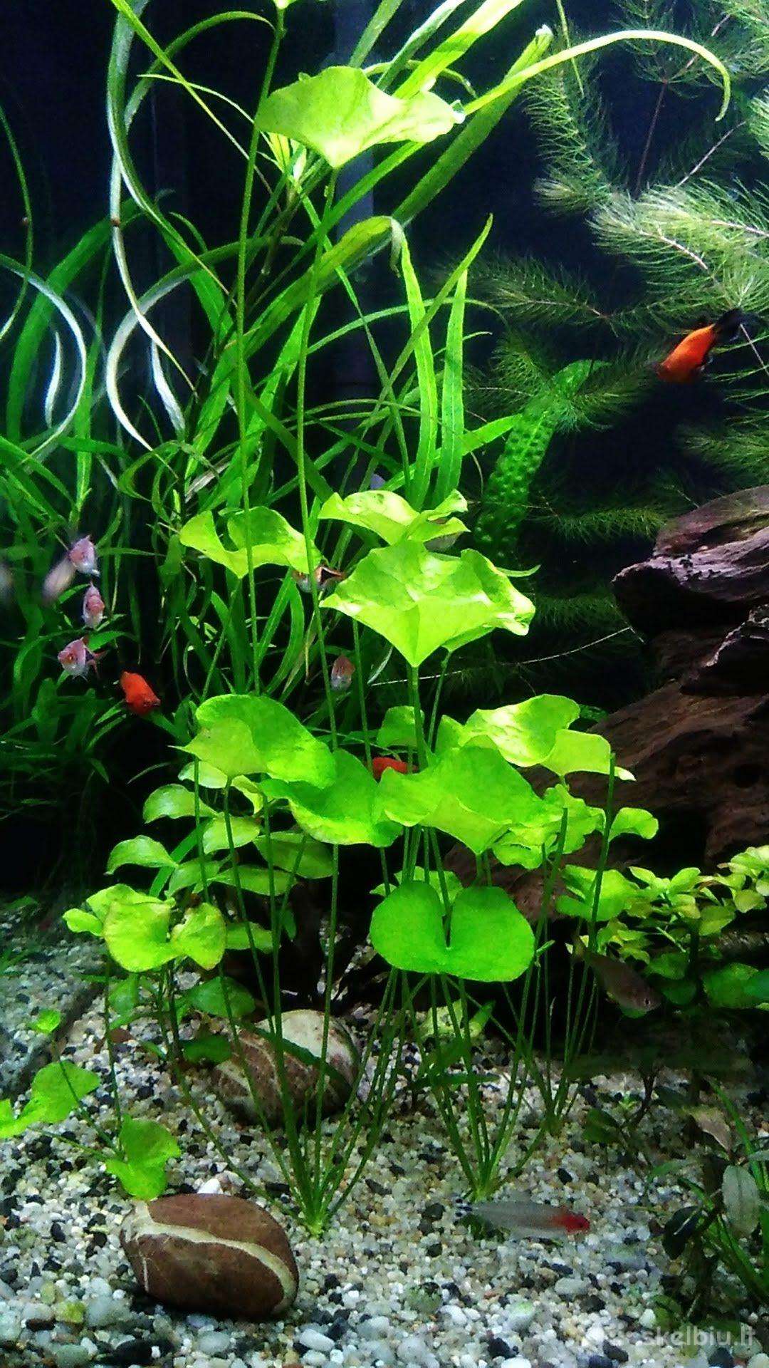 Akvariumo augalai