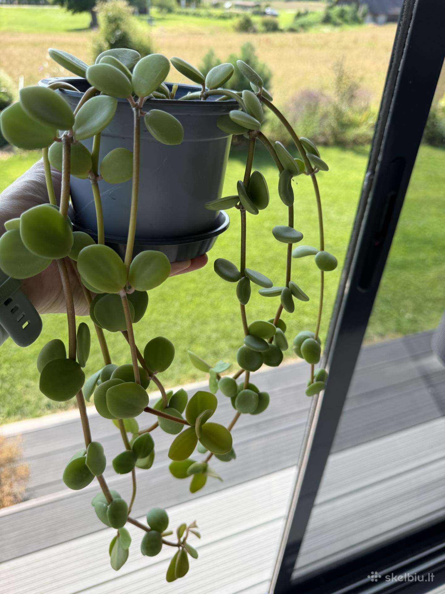 Peperomia Hope