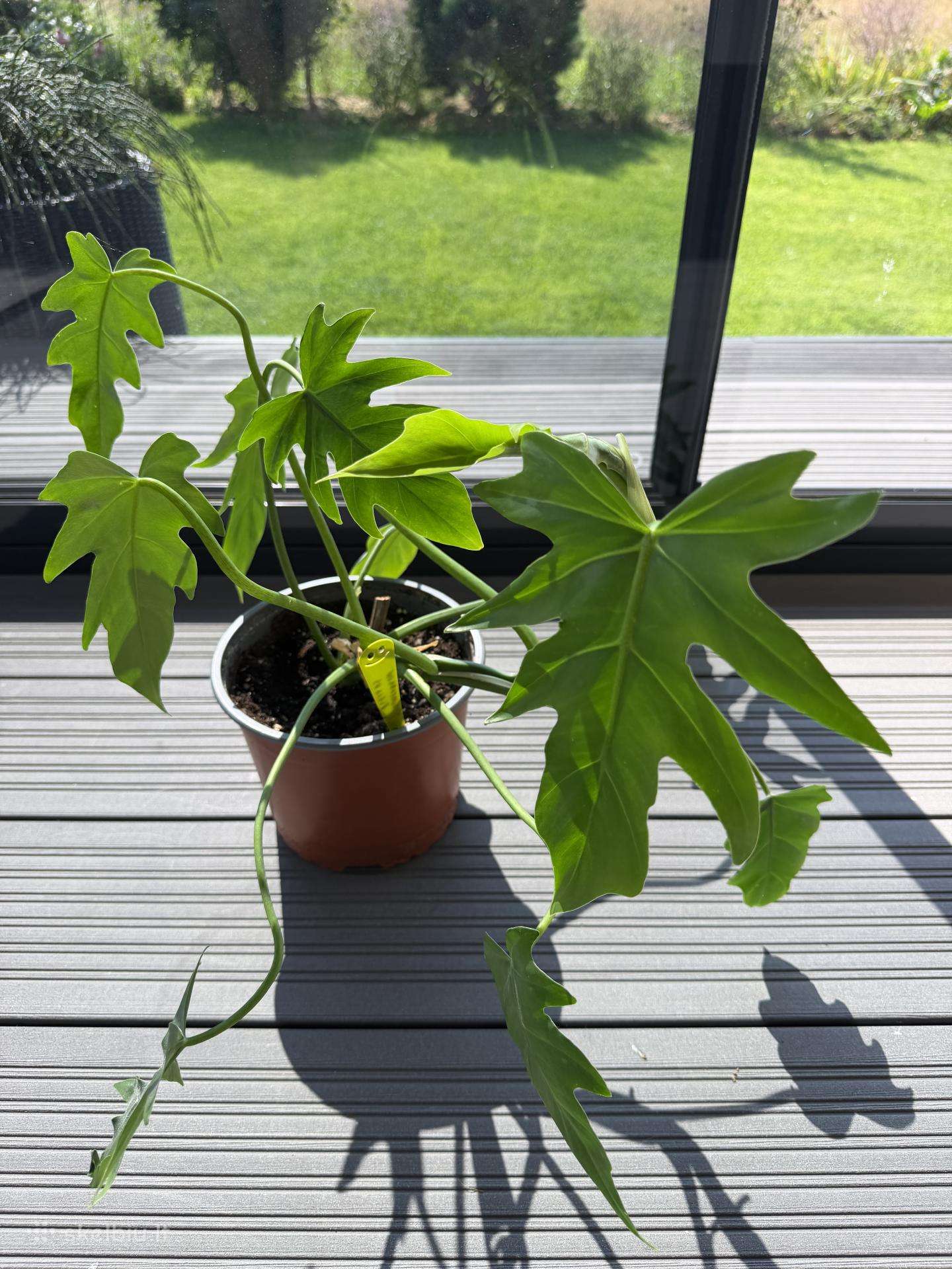 Philodendron elegants