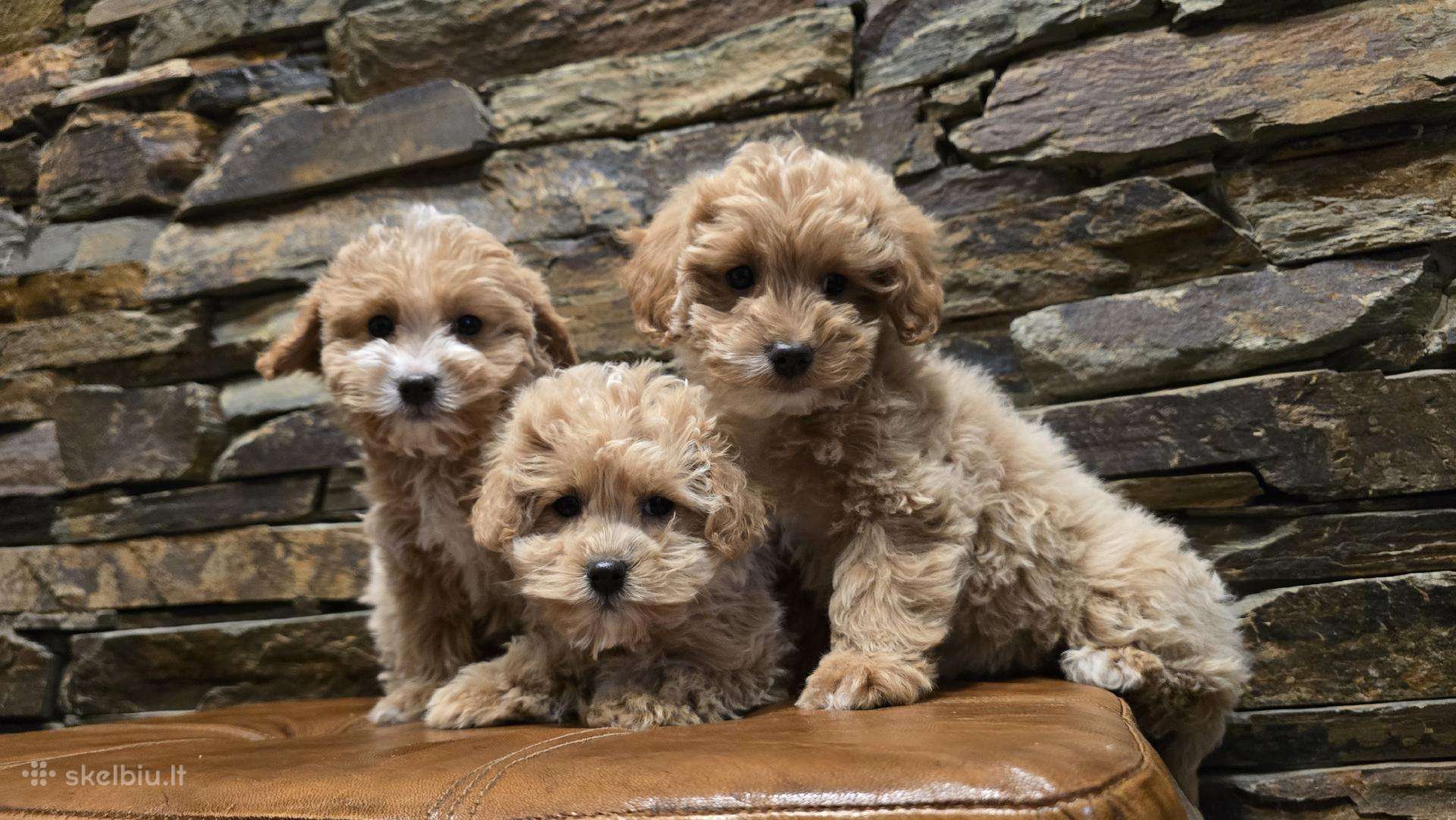 Parduodami Maltipoo šuniukai kalytė ir patinukas