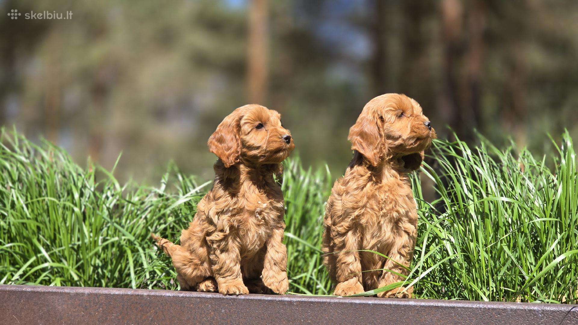 Parduodami Cockapoo šuniukai.
