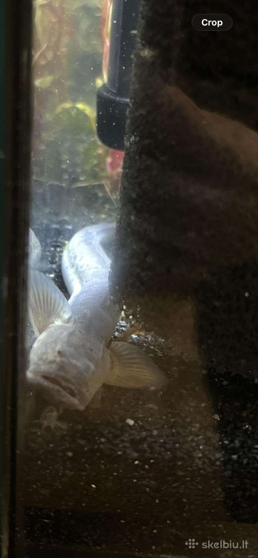 Dragon goby