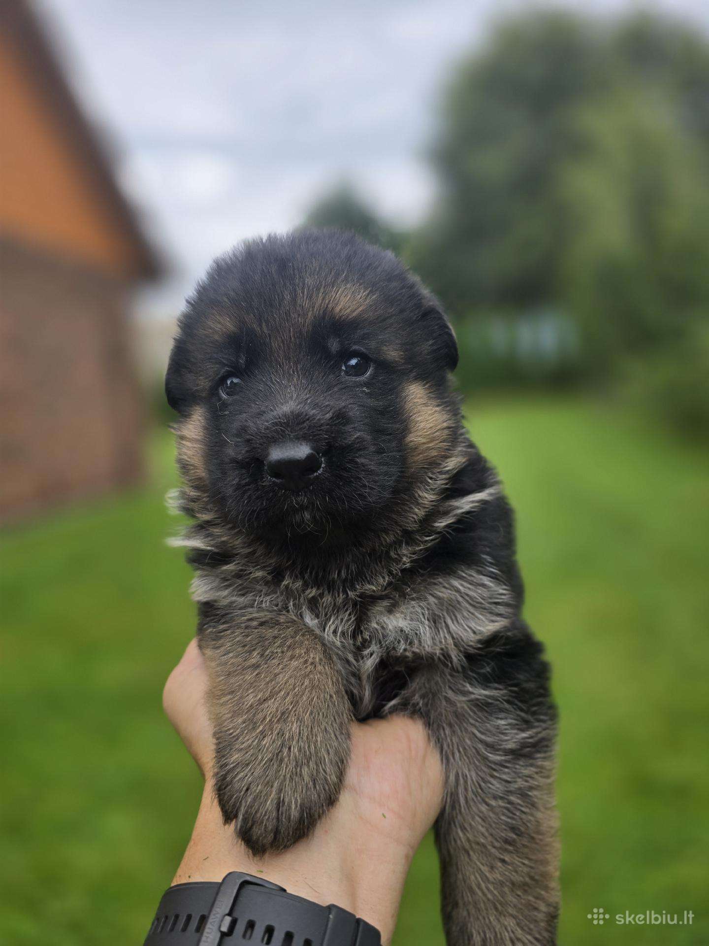 Vokiečių aviganiai