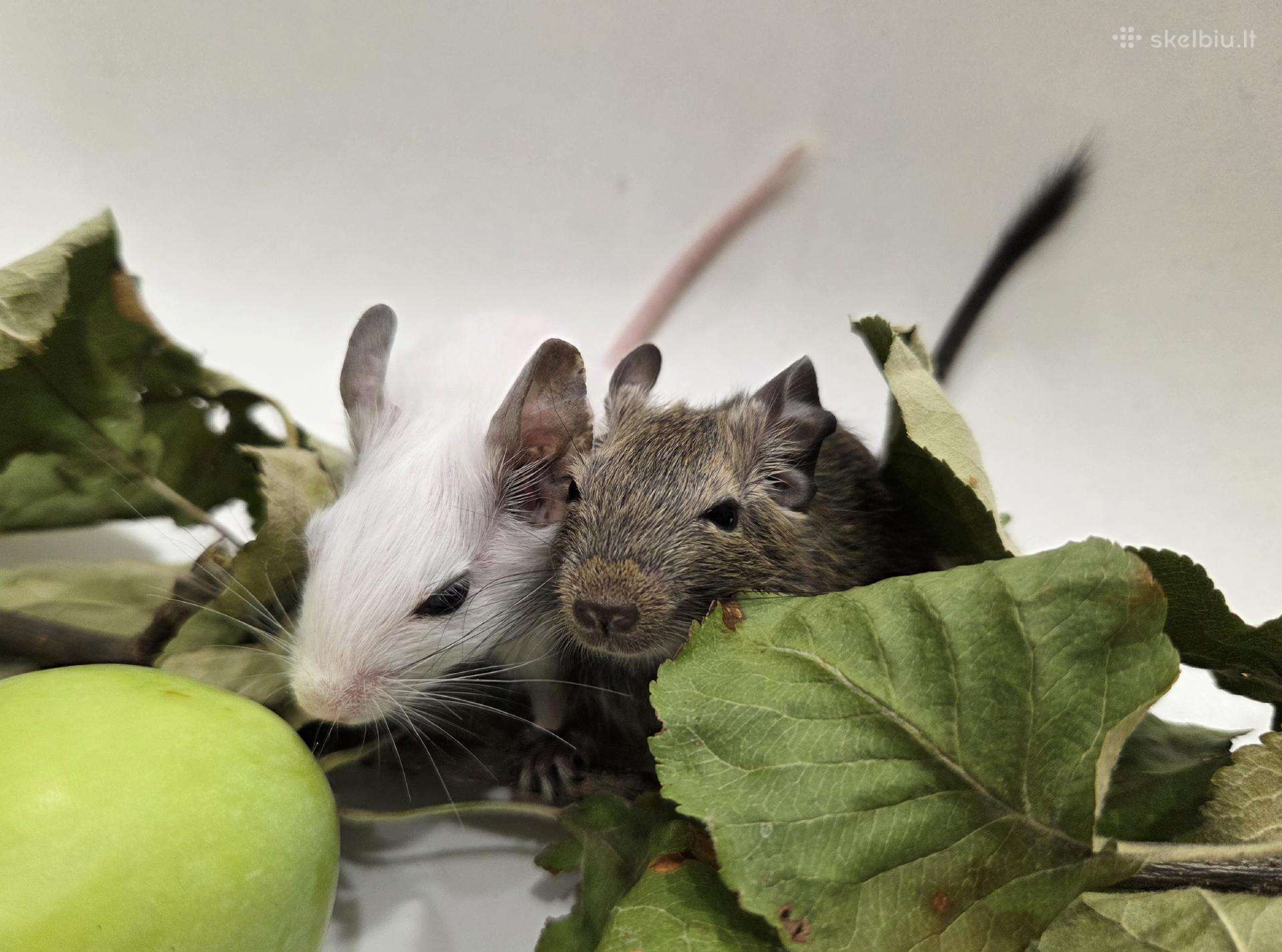 Degu mažyliai
