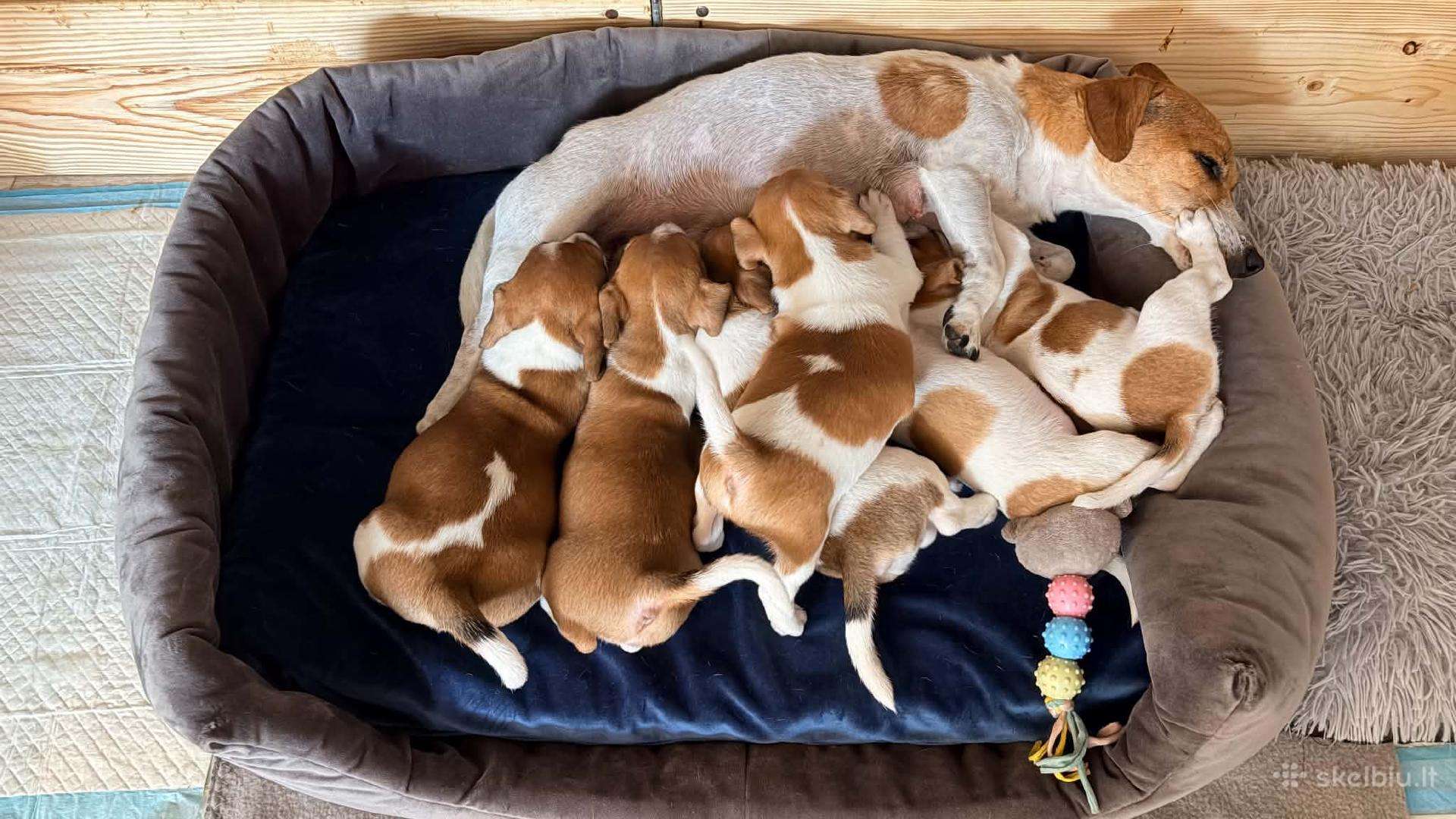 Jack Russell terjero dvi kalytės