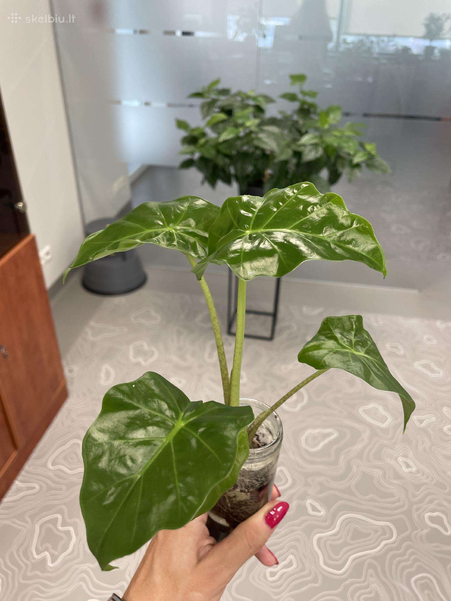 Alocasia Portodora