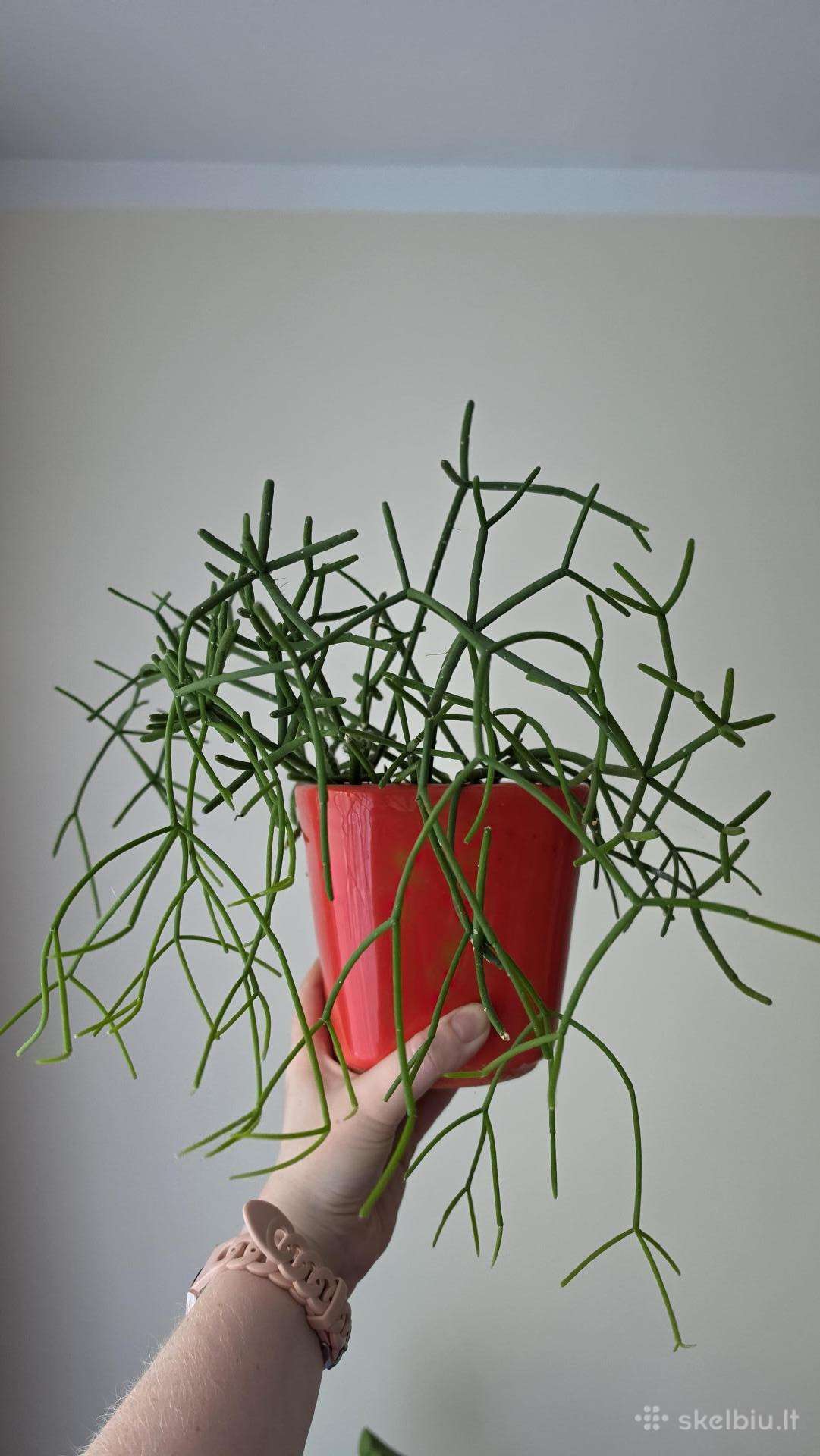 Rhipsalis