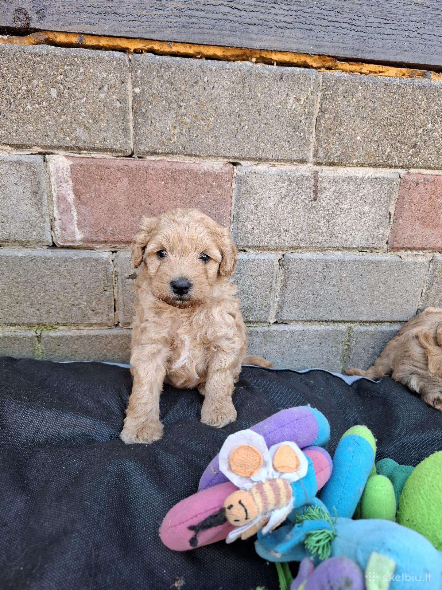 Westiepoo šuniukai