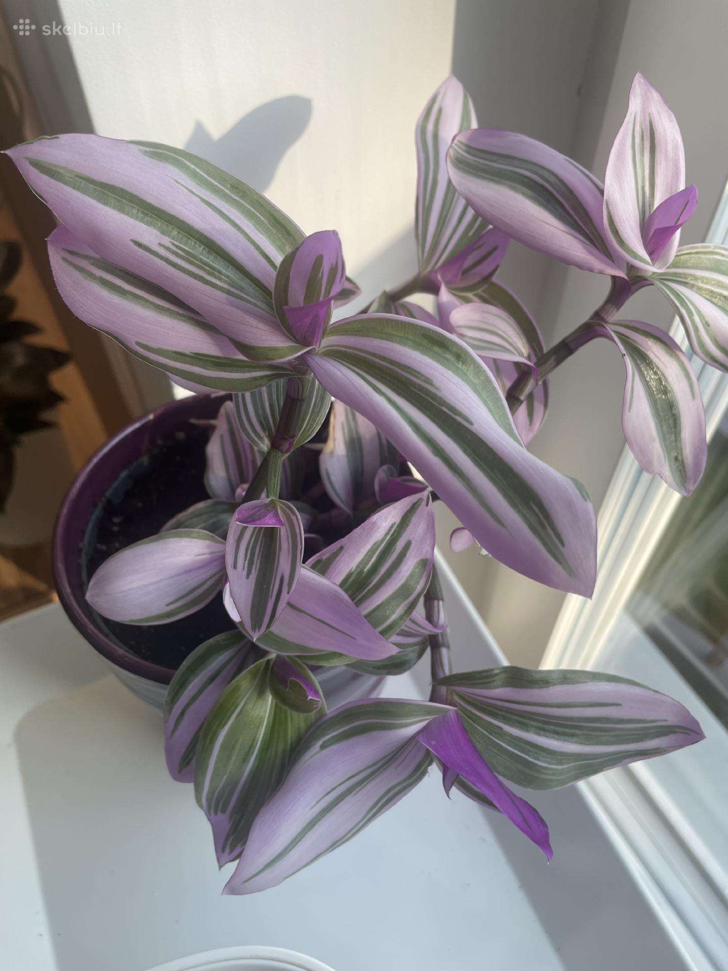 Tradescantia Nanouk