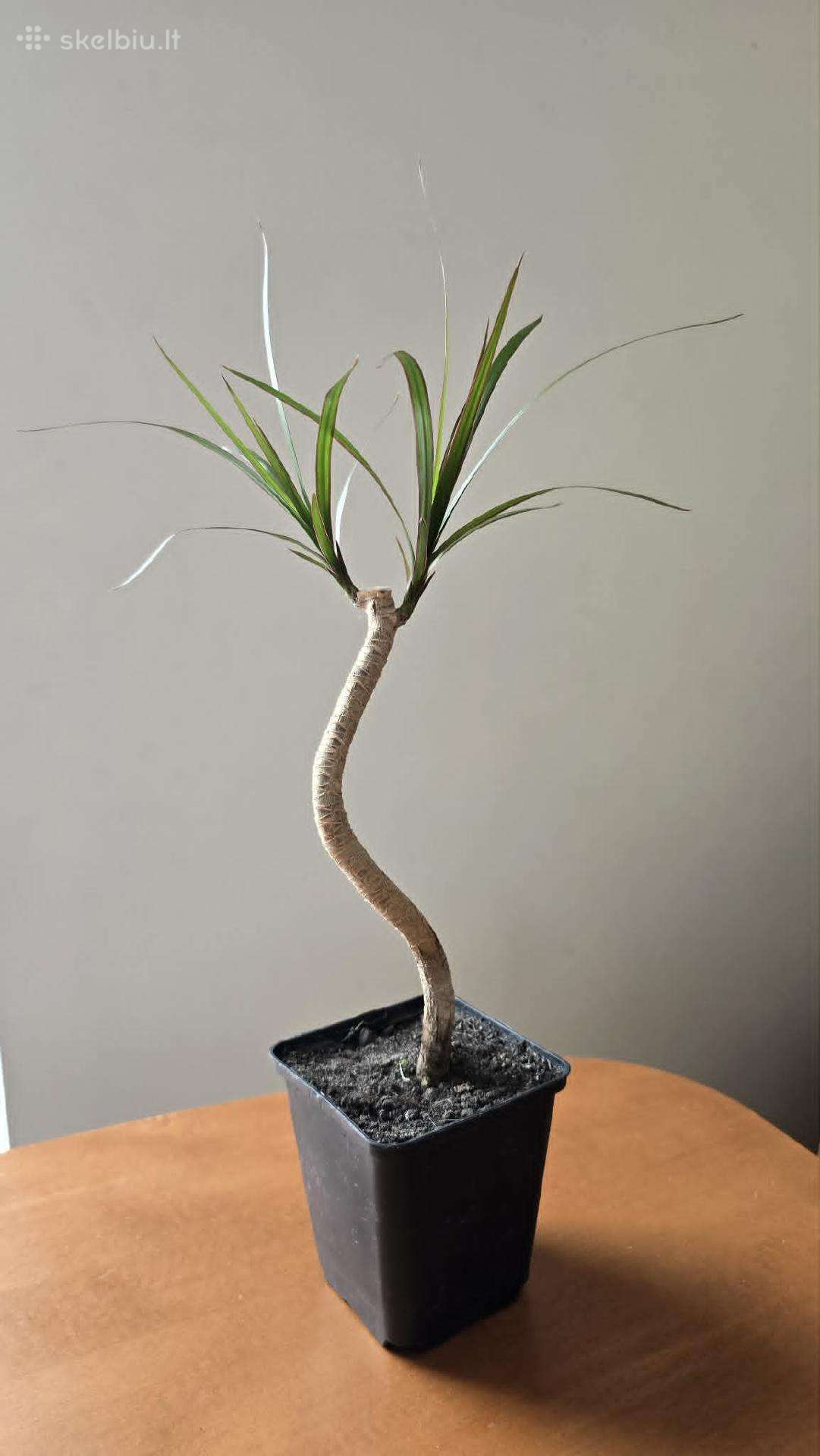 Kambarine gėlė Kraštuotoji dracena