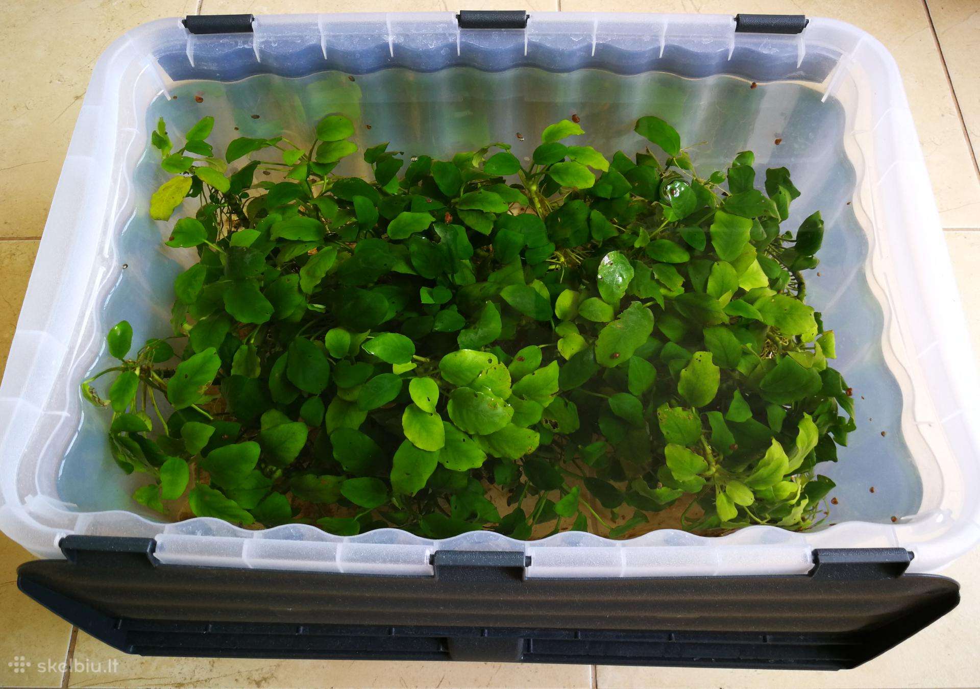 Akvariumo augalai „anubias“