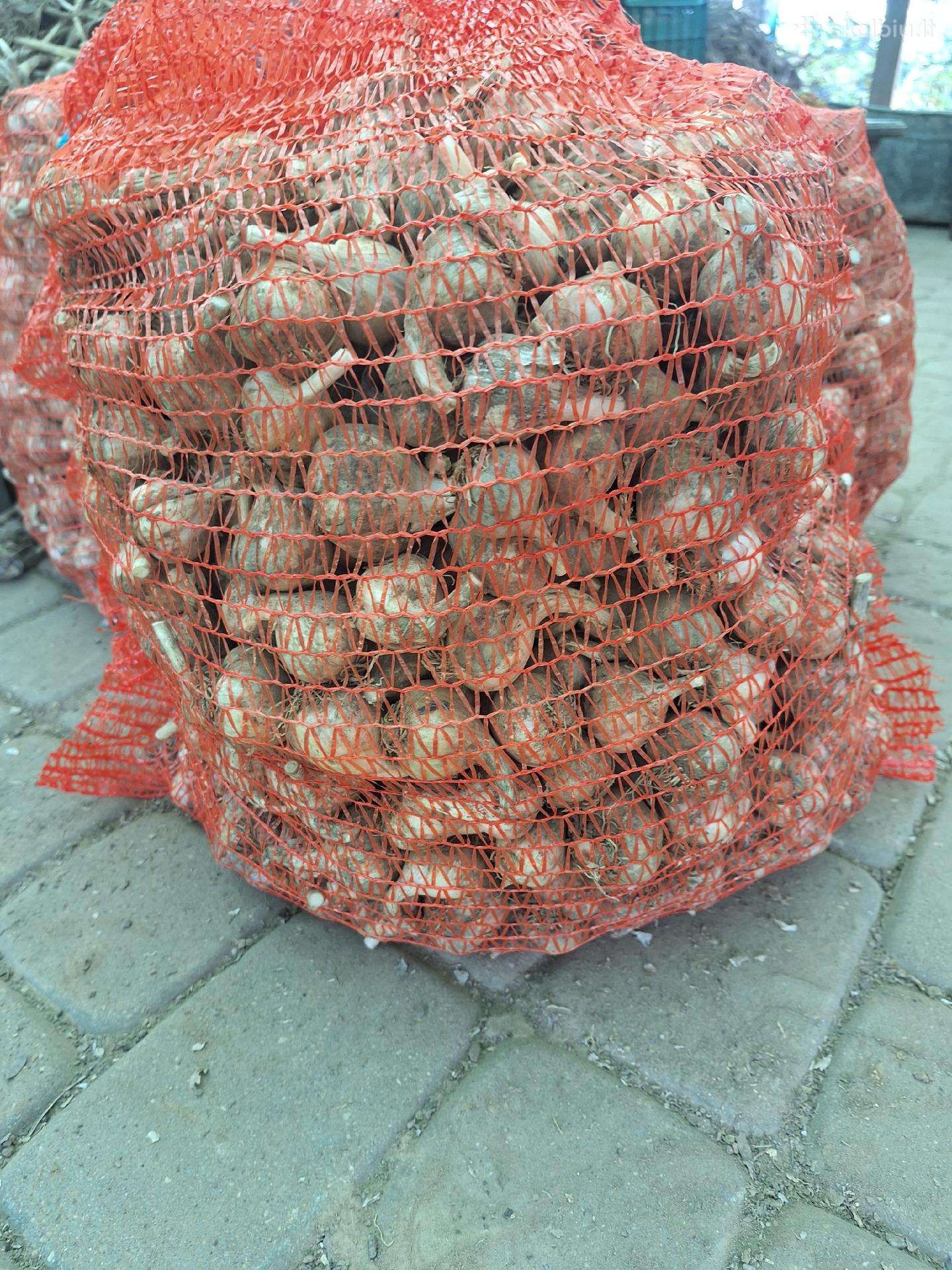 Parduodami česnakai