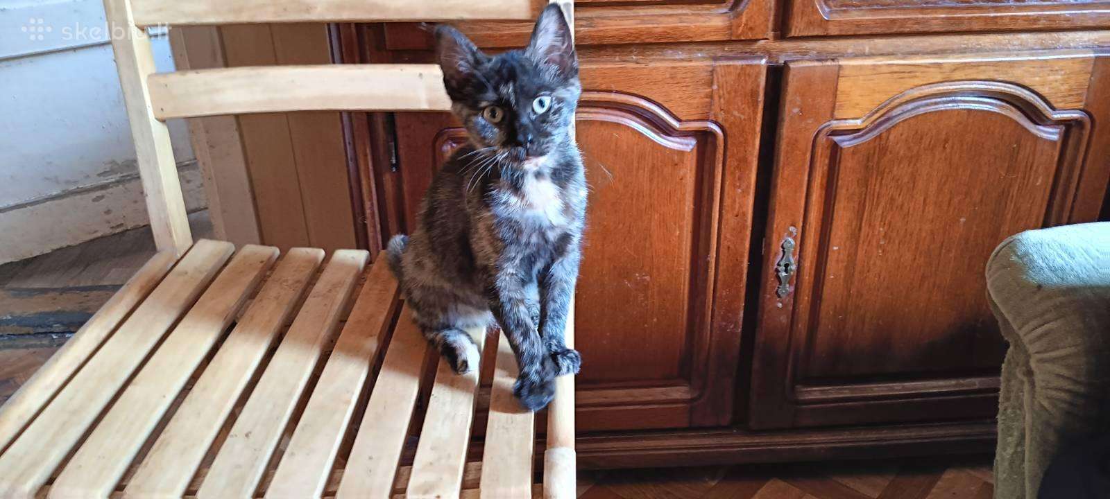 Dovanojama katytė