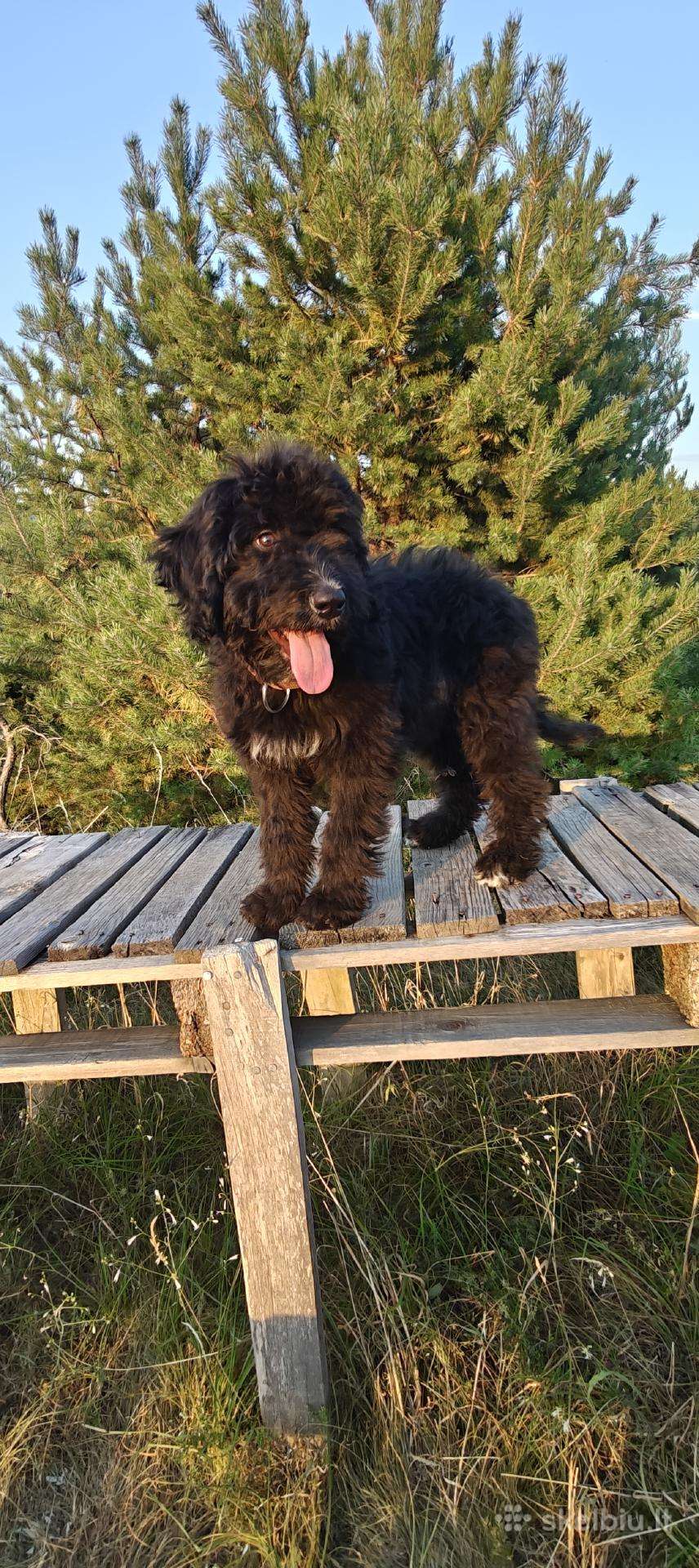 Bernedoodle 4men.
