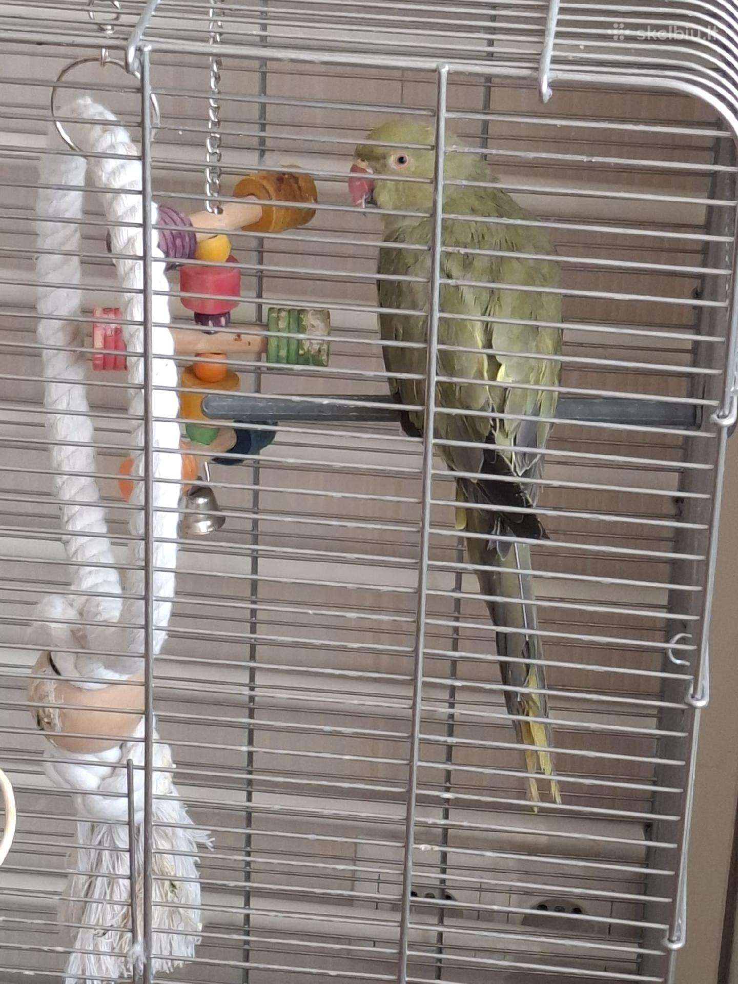Papūga