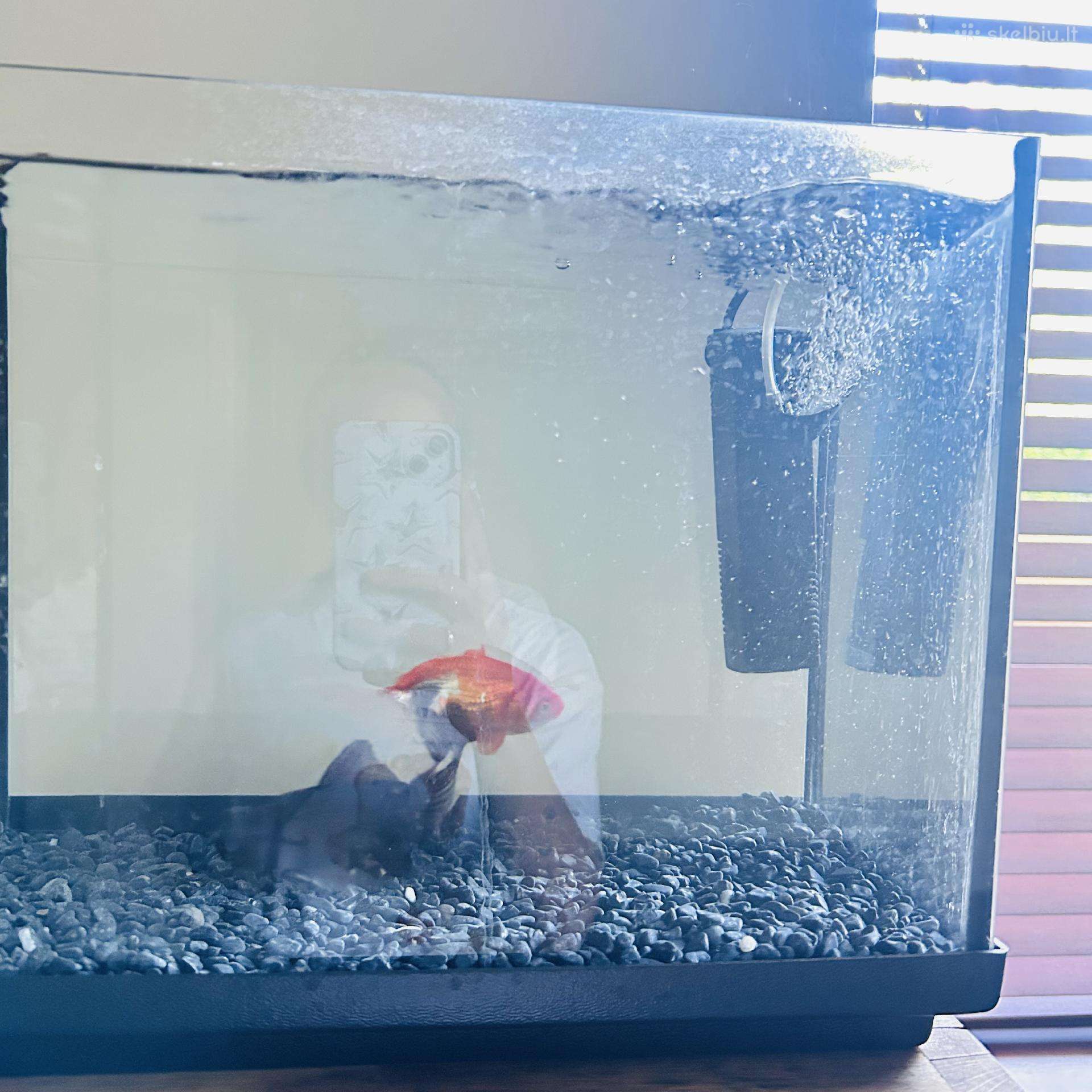 Akvariumas 45l ir dvi žuvytės