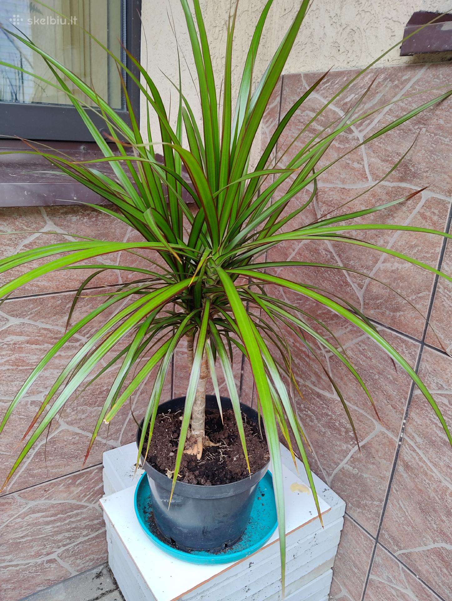 Dracena