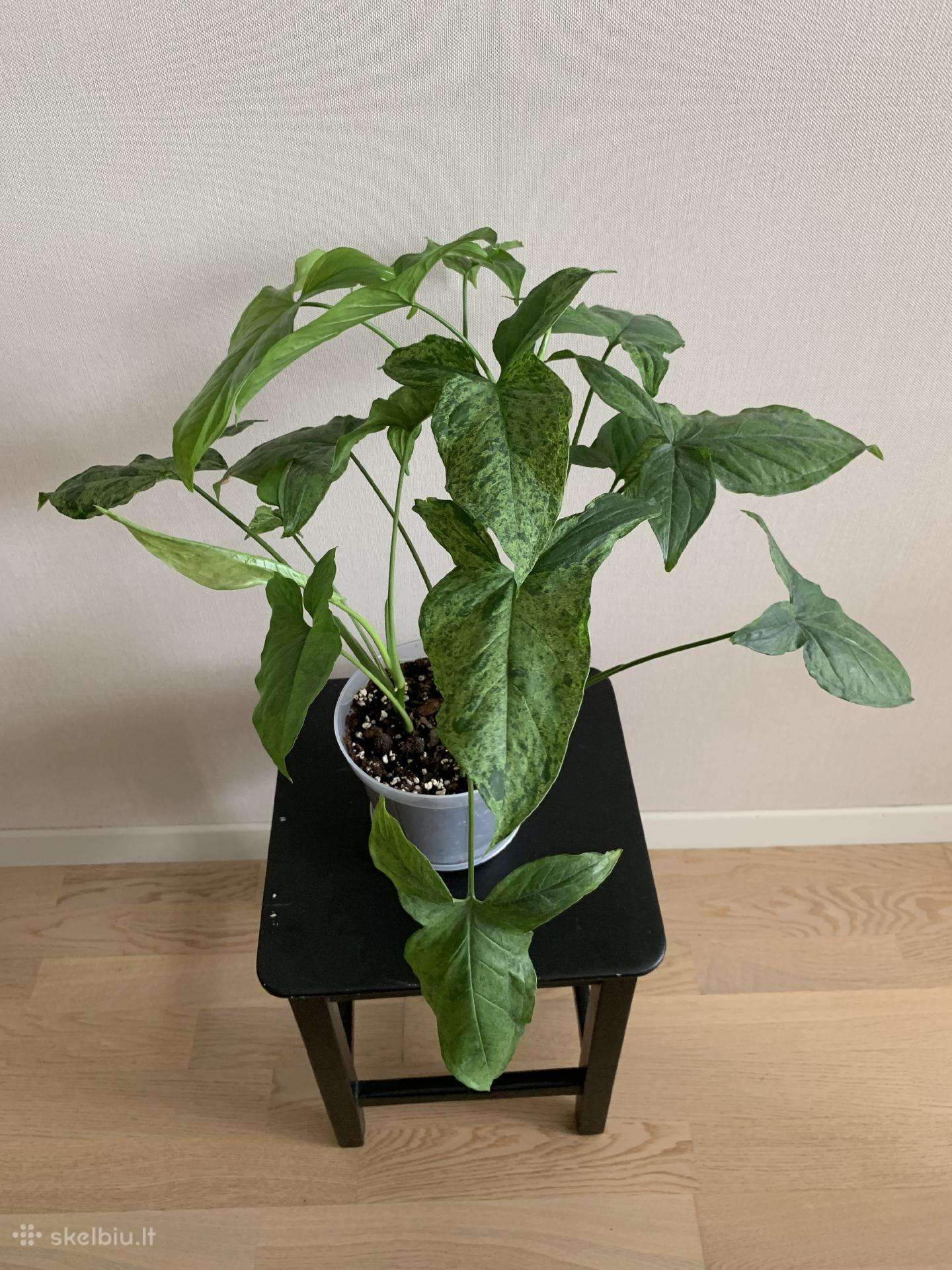 Syngonium Mottled Mojito. Tik atsiėmimas vietoje