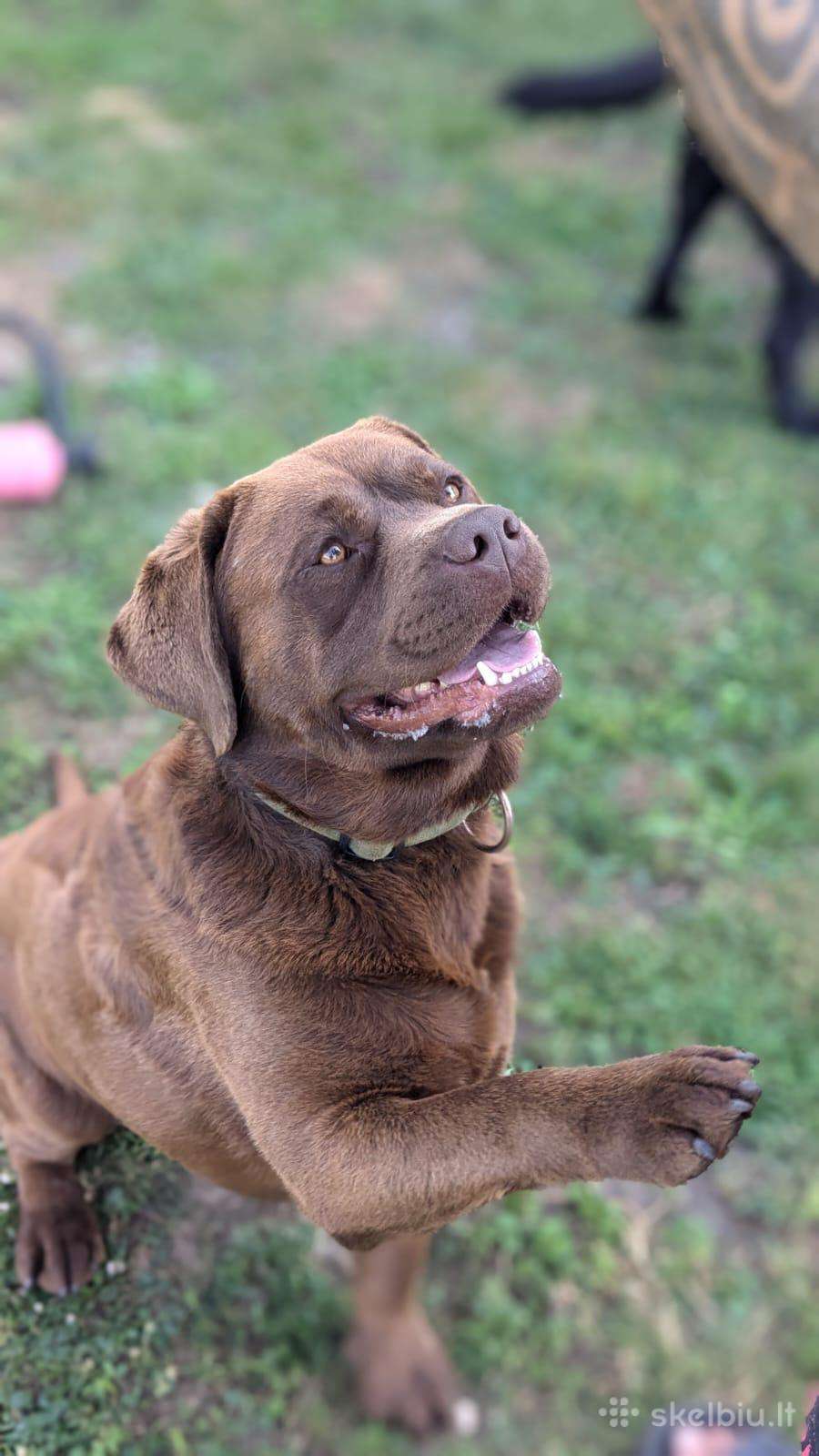 Labradoro retriveris
