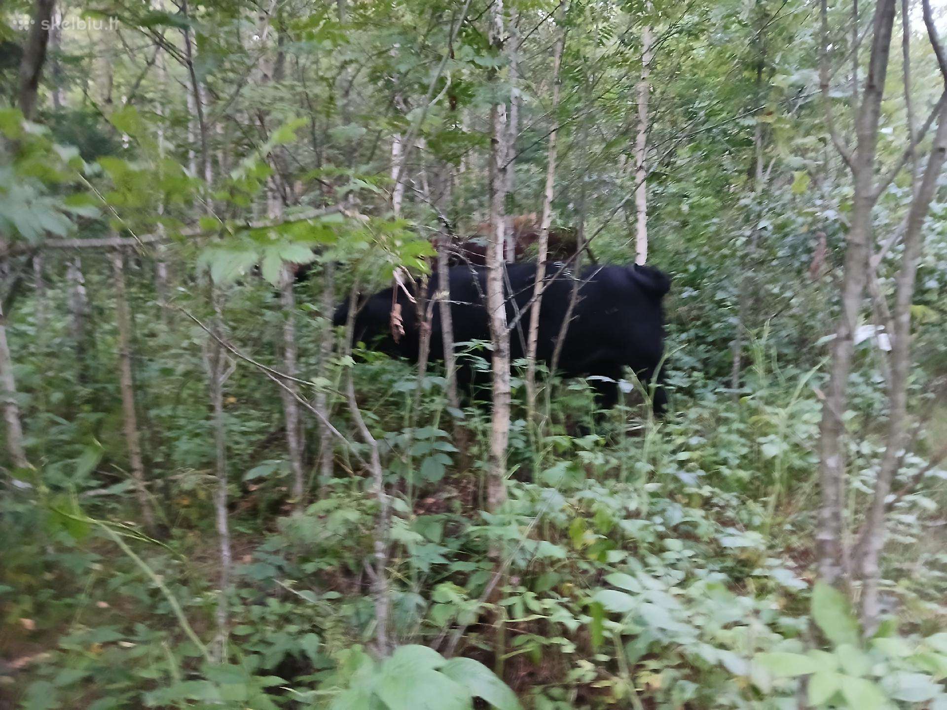 Parduodu Angus bulius