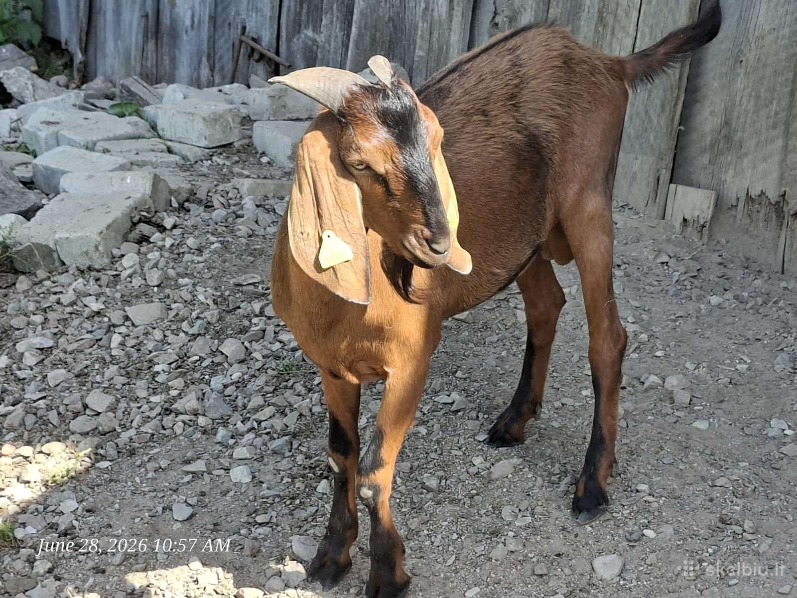 Anglo - Nubian jaunas ožys