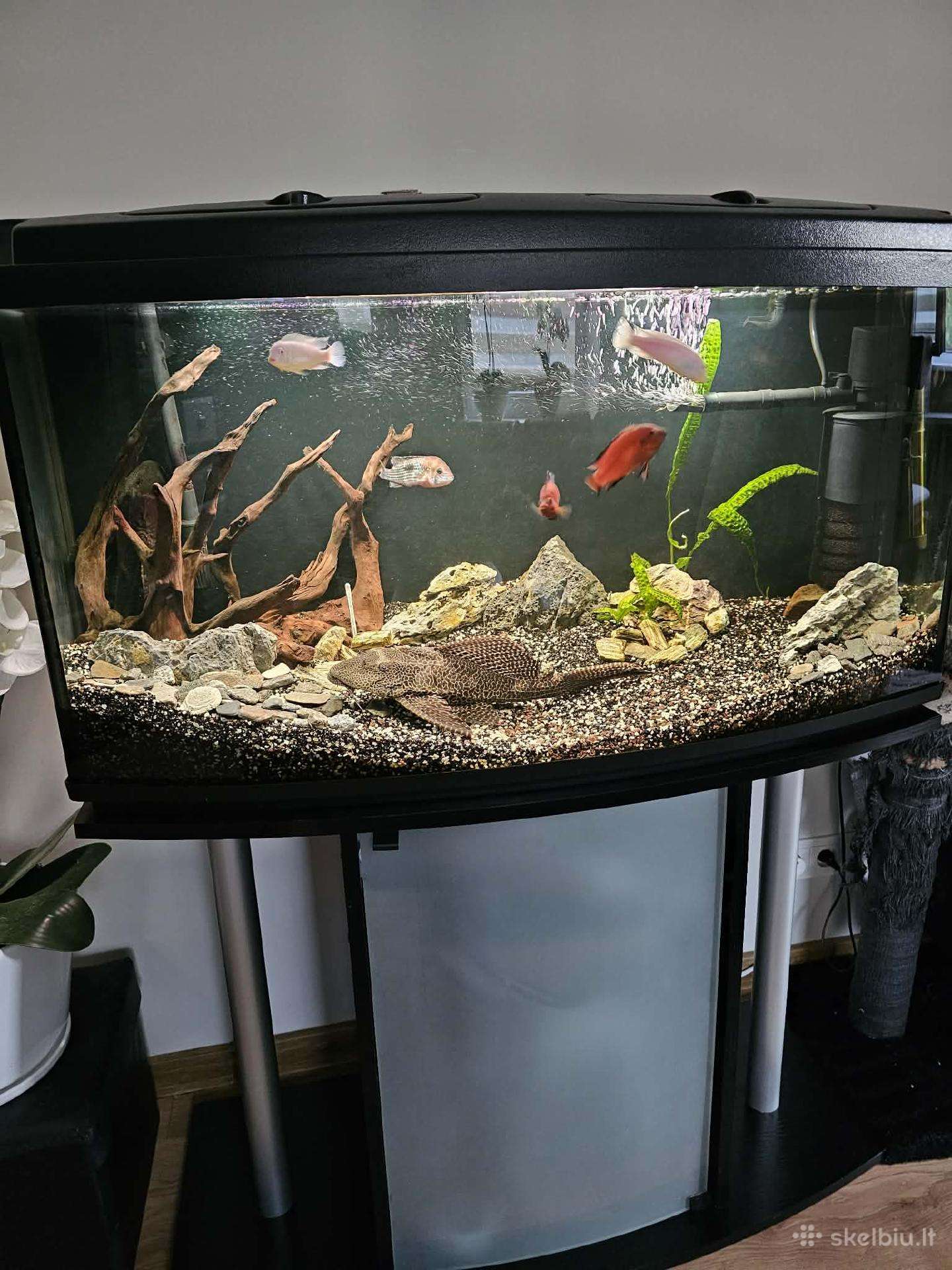Panoraminis akvariumas 180l