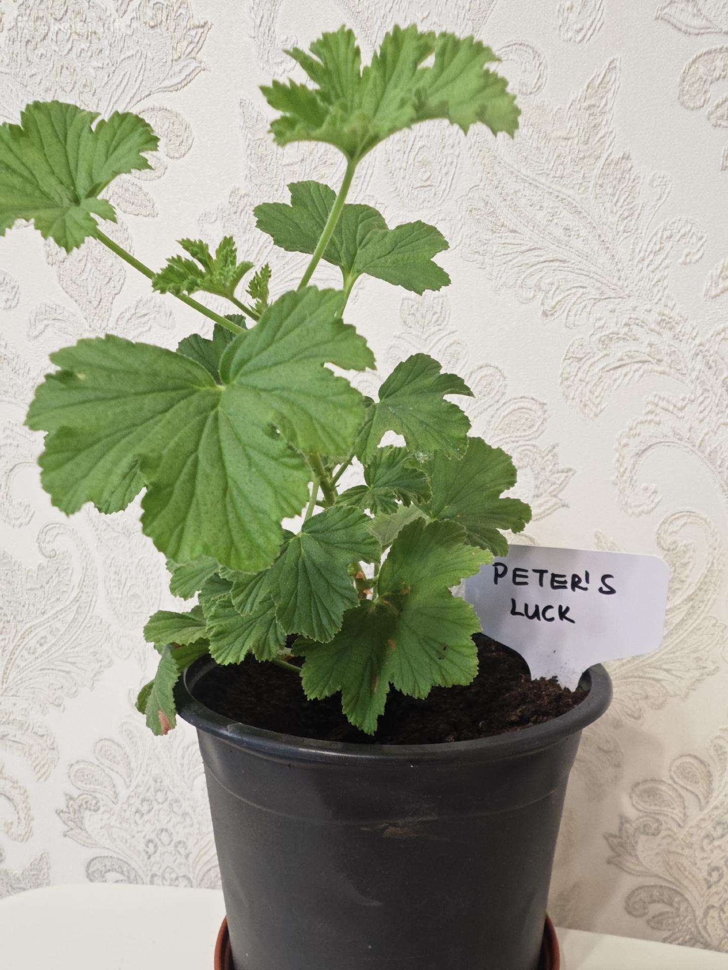 Veislinės pelargonijos, jaronimas ir dracena