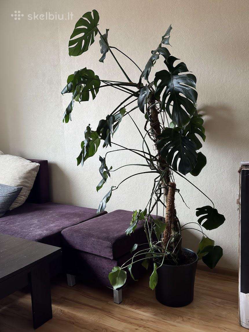 Monstera su vazonu ir atrama