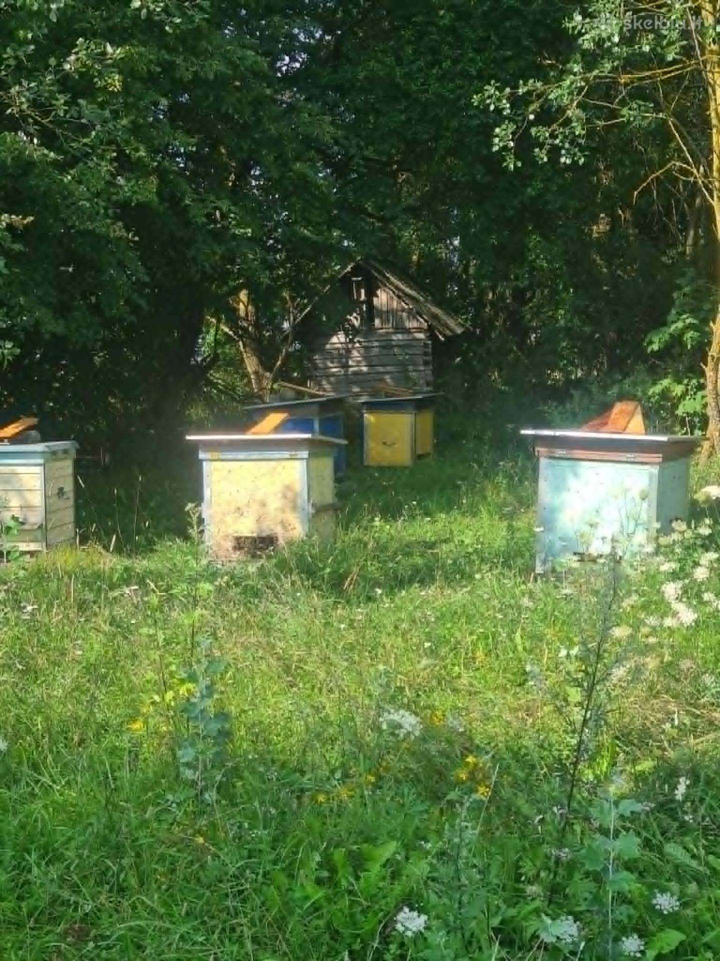 Bičių šeimos su aviliais