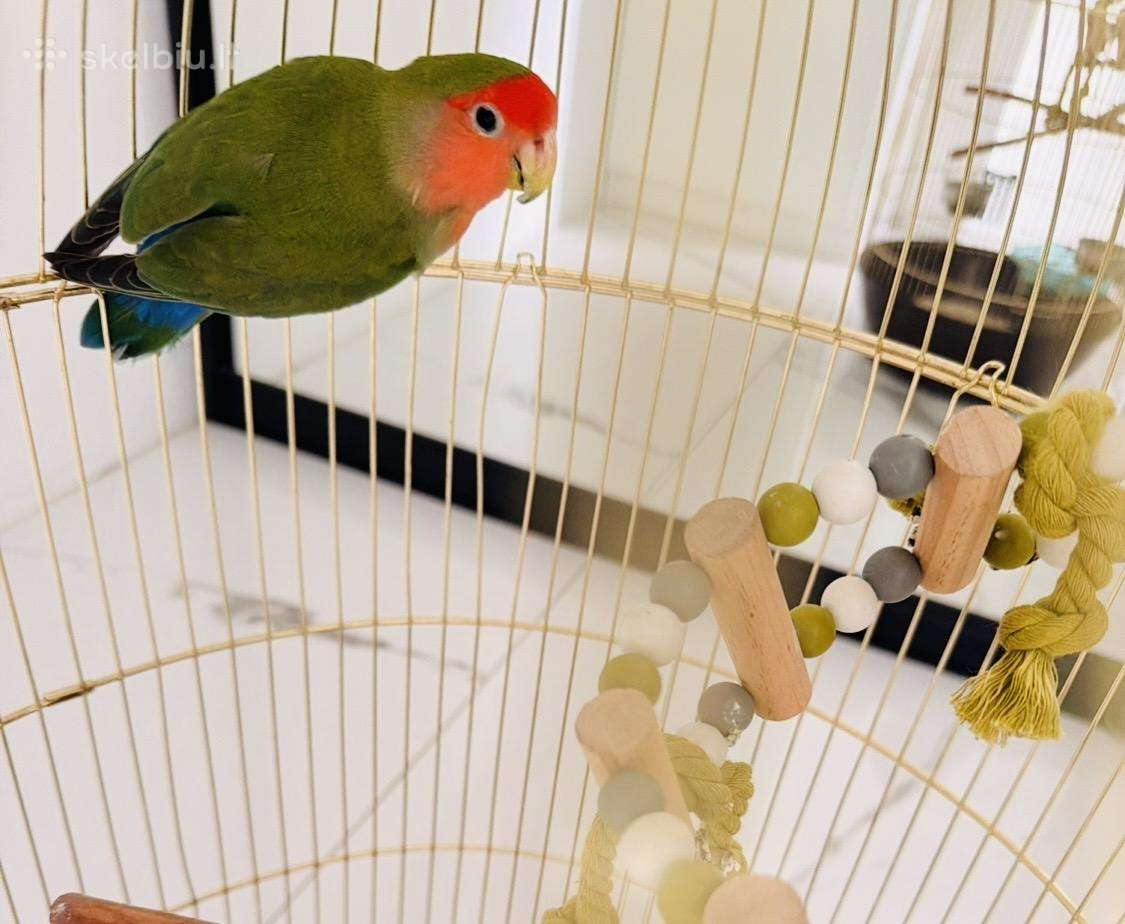 Papuga rausvaveidis agapornis