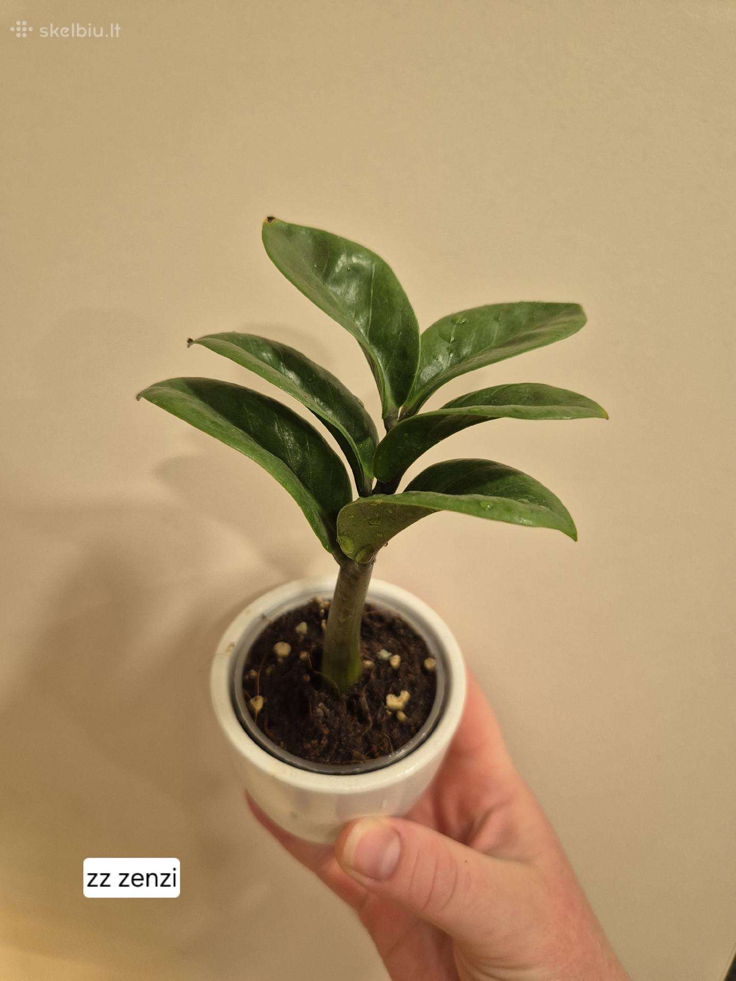 Monsteros, filodendrai, zz, žilė, juka, alocasia