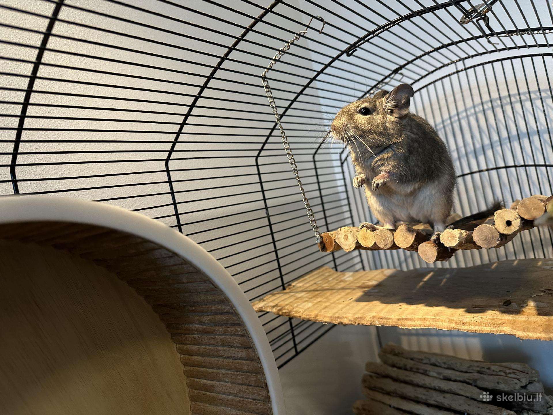 Degu pelytės
