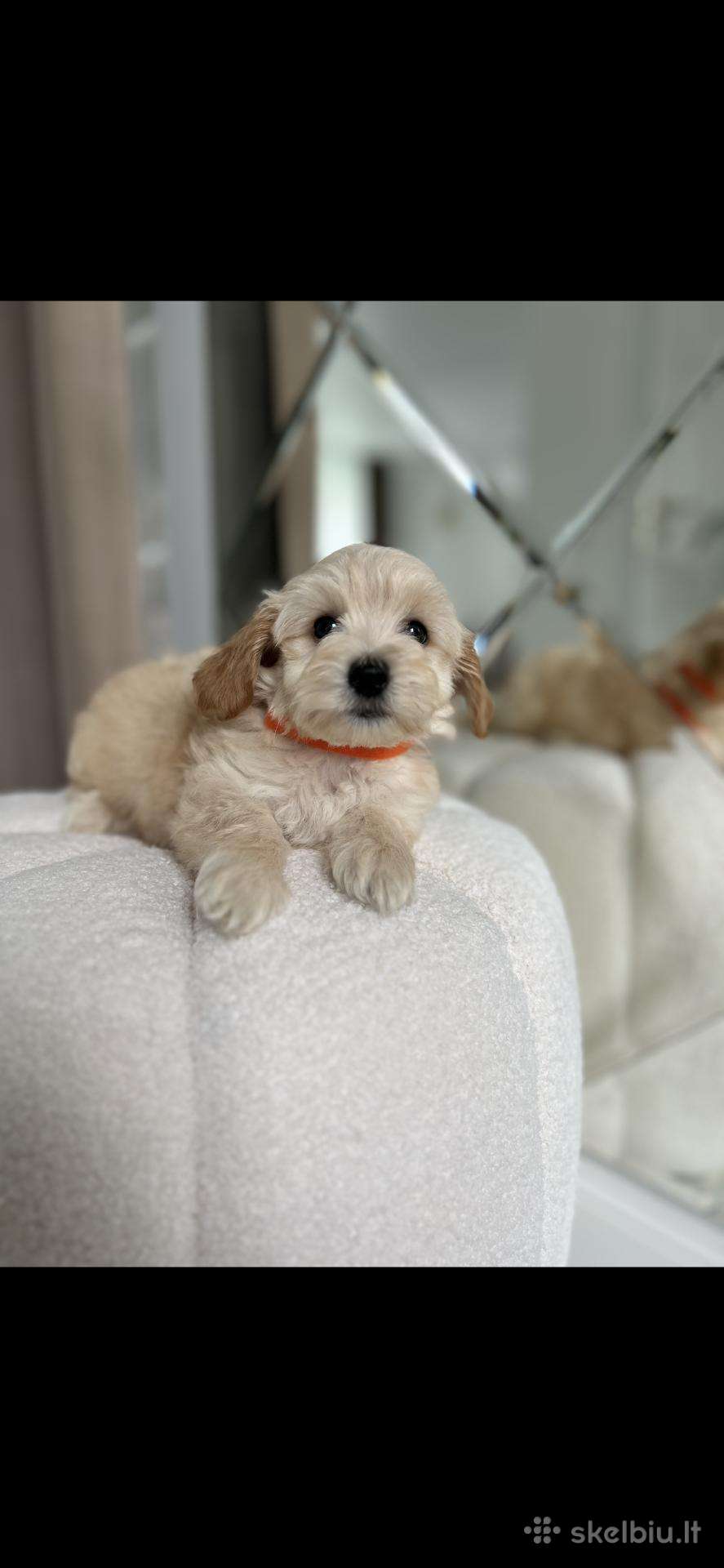 Maltipoo