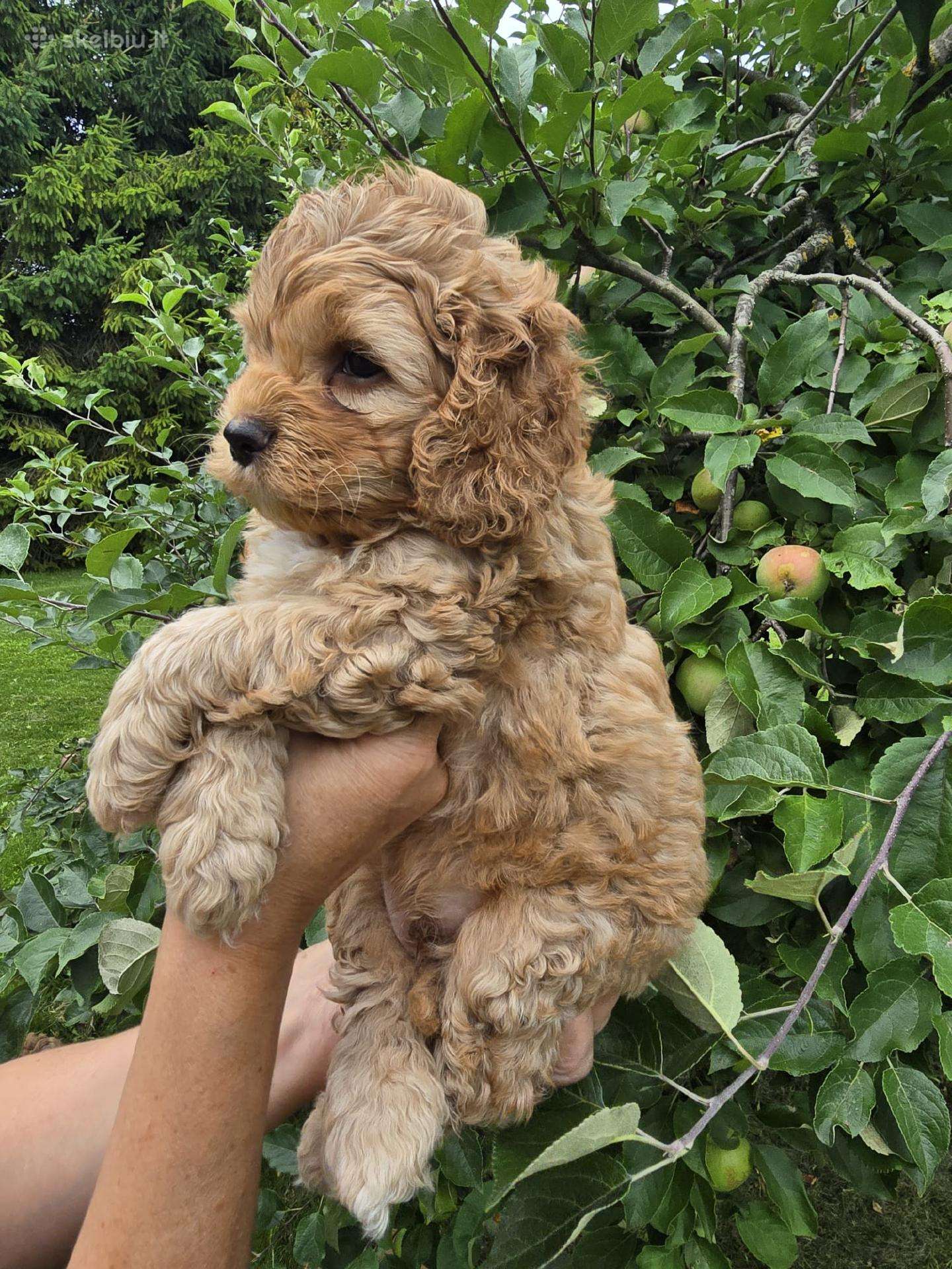 Cockapoo F1 Patinėlis 2 Mėn.