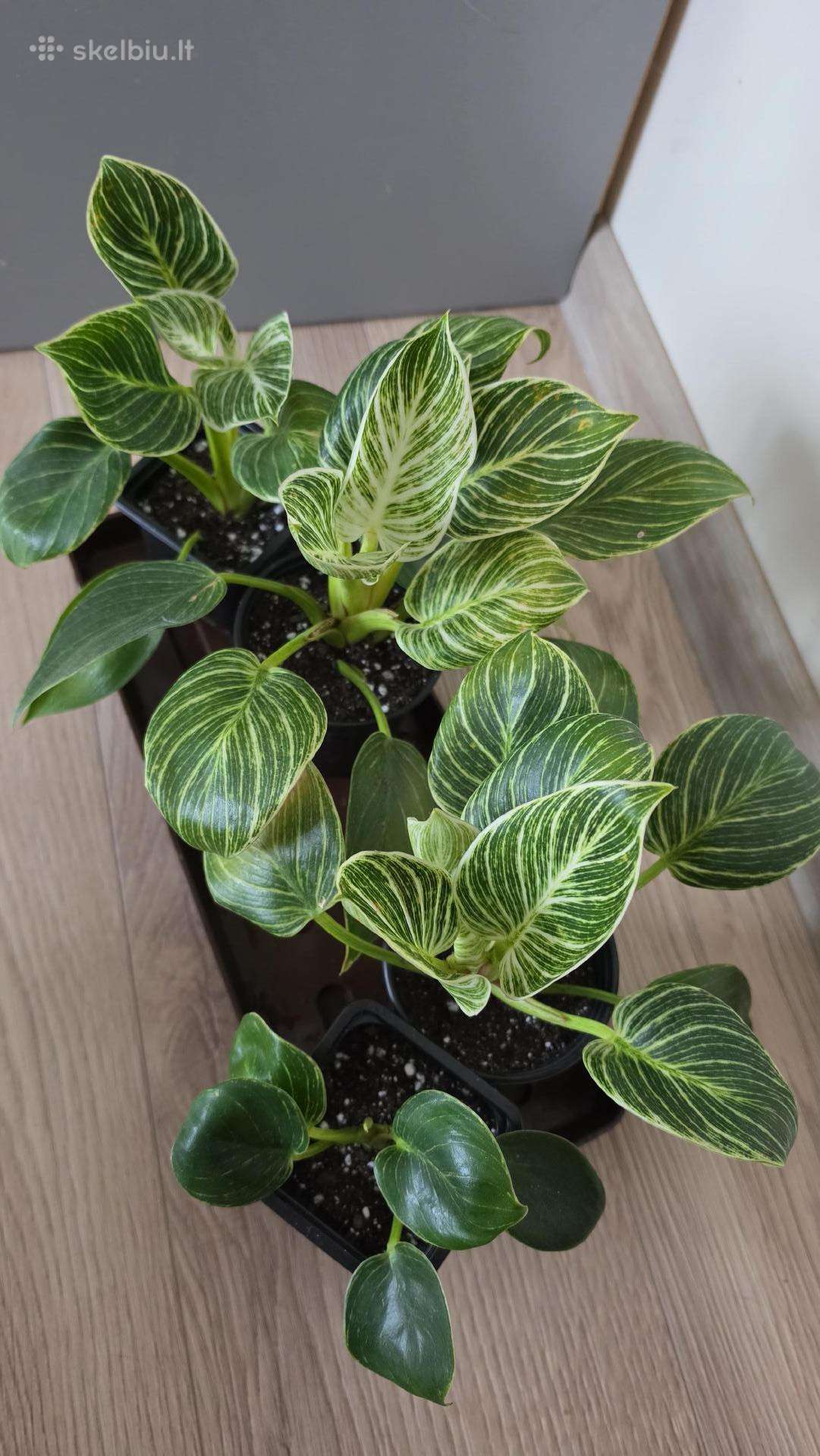 Philodendron birkin