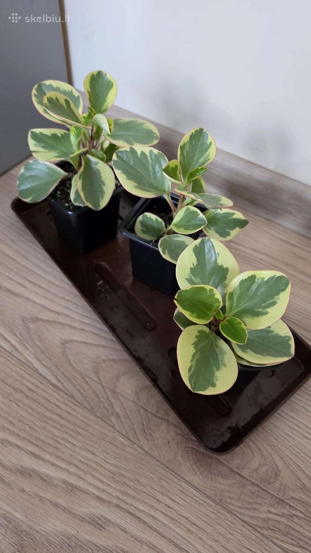 Peperomia obtusifolia