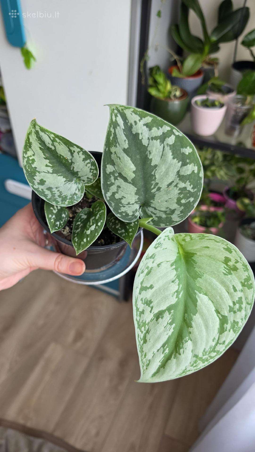 Scindapsus pictus