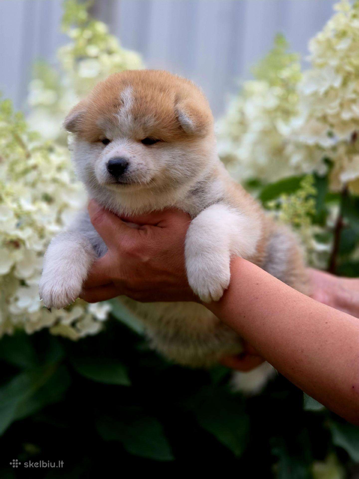 Akita inu vada.