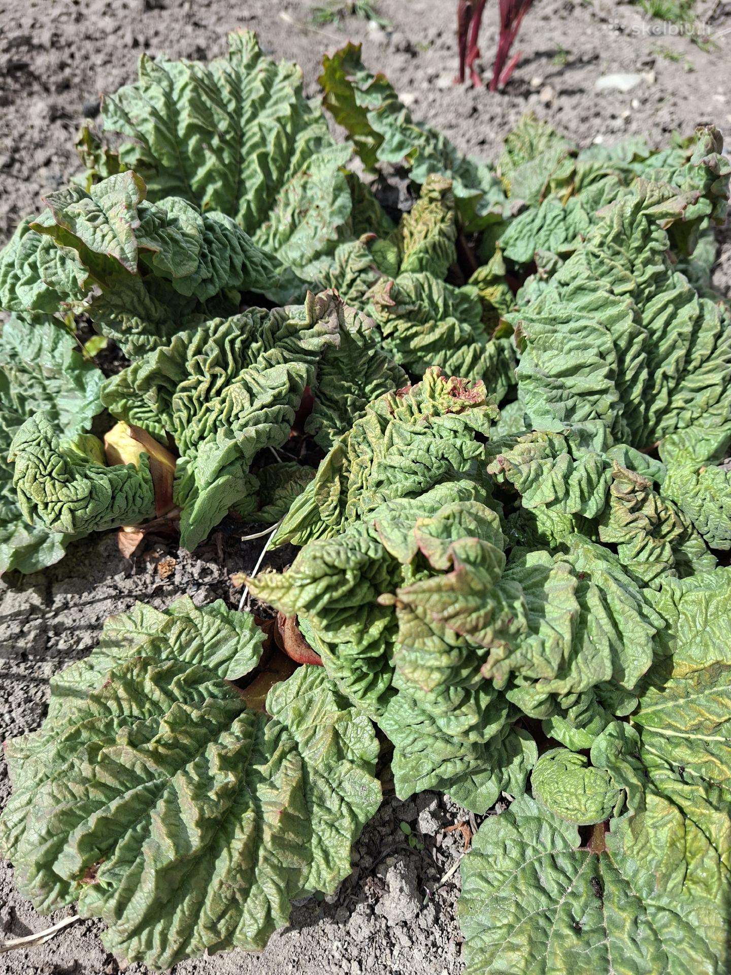 Stambusis rabarbaras