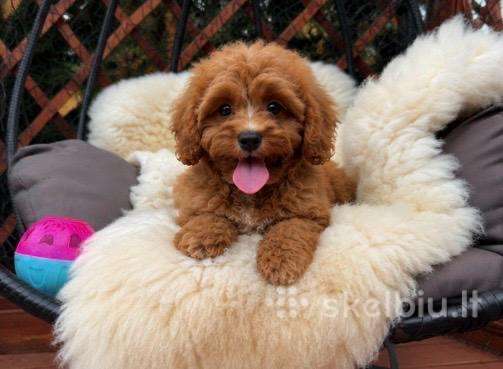 Cavapoo F1