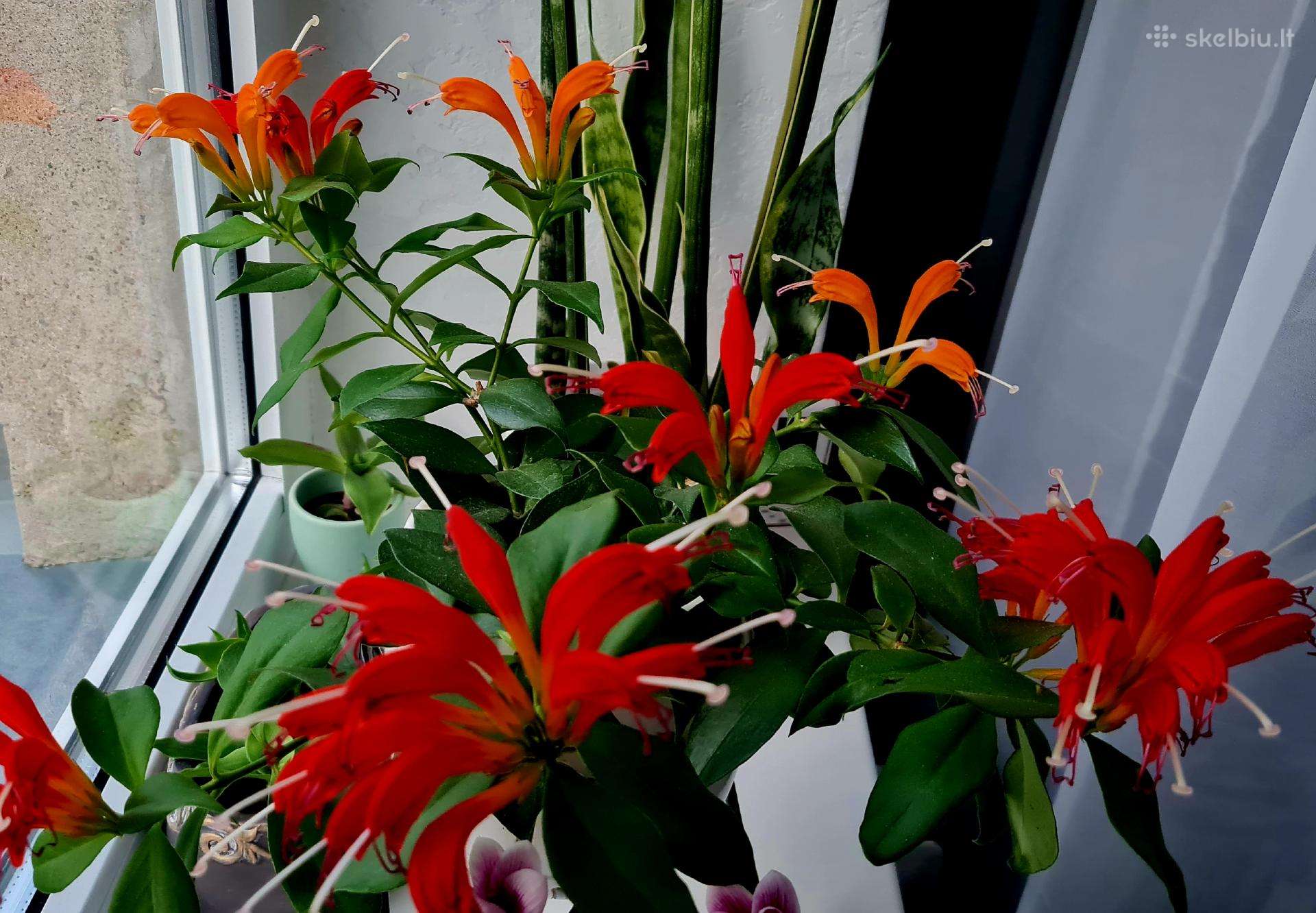 Aeschynanthus (aiškenis)