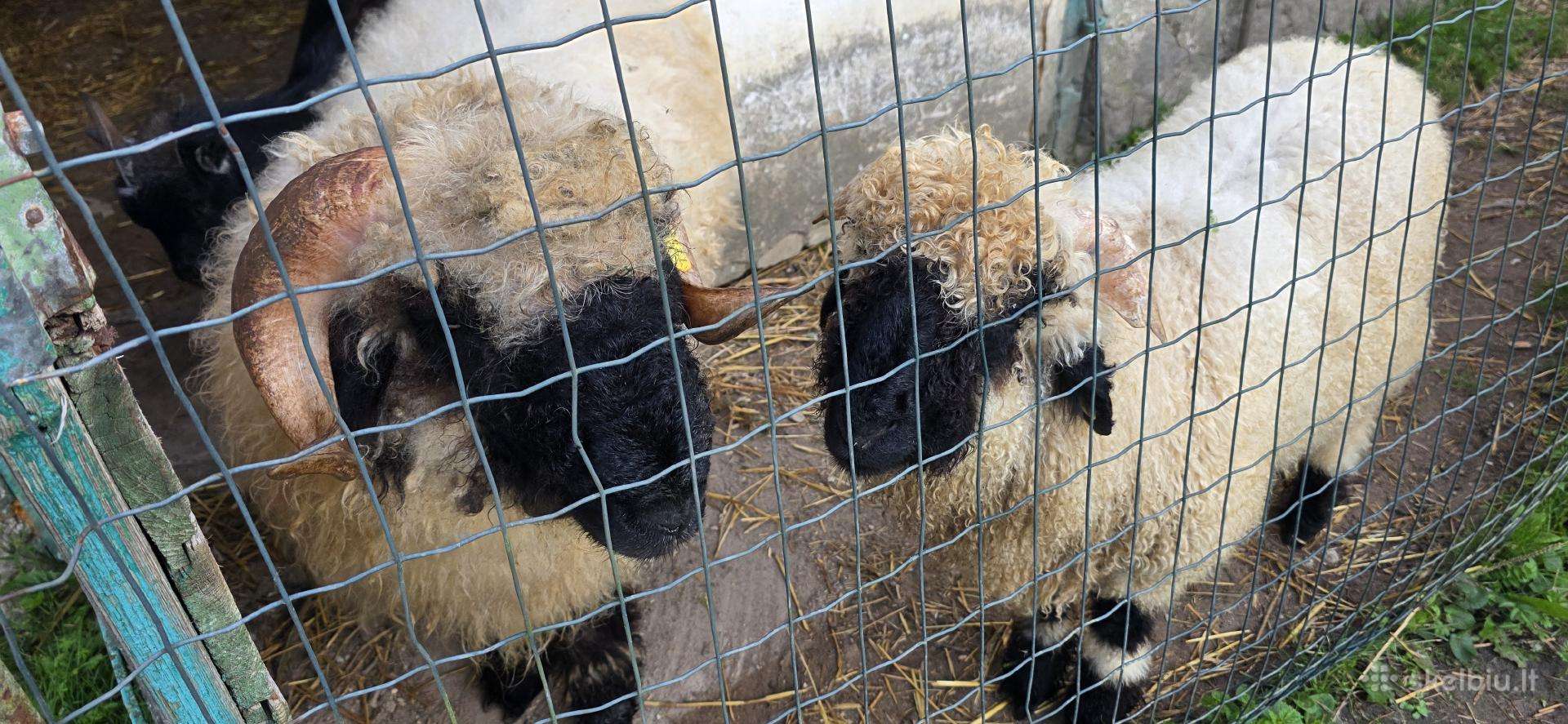 Valais Blacknose .