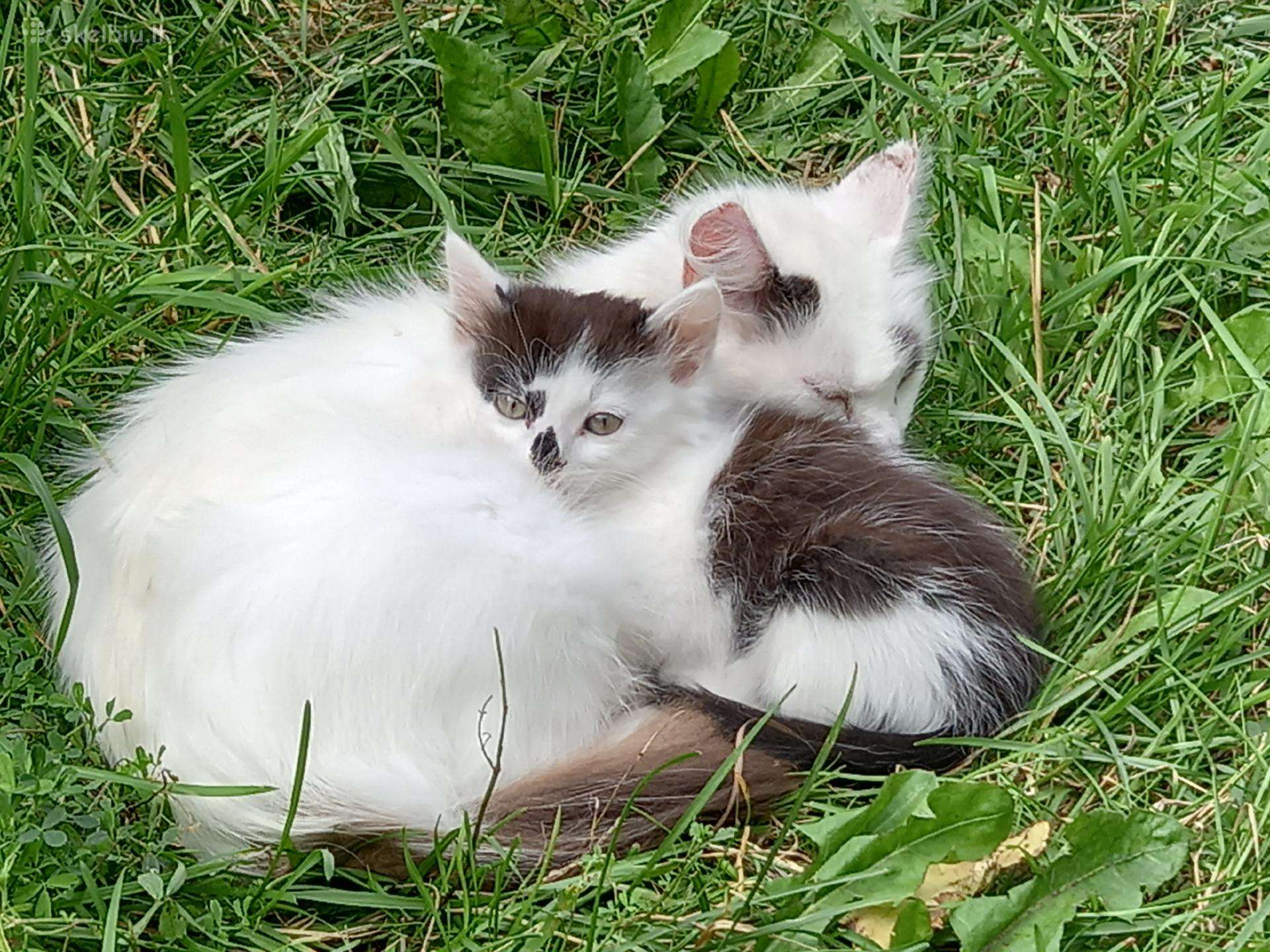 Dovanoju mažą katinėlį